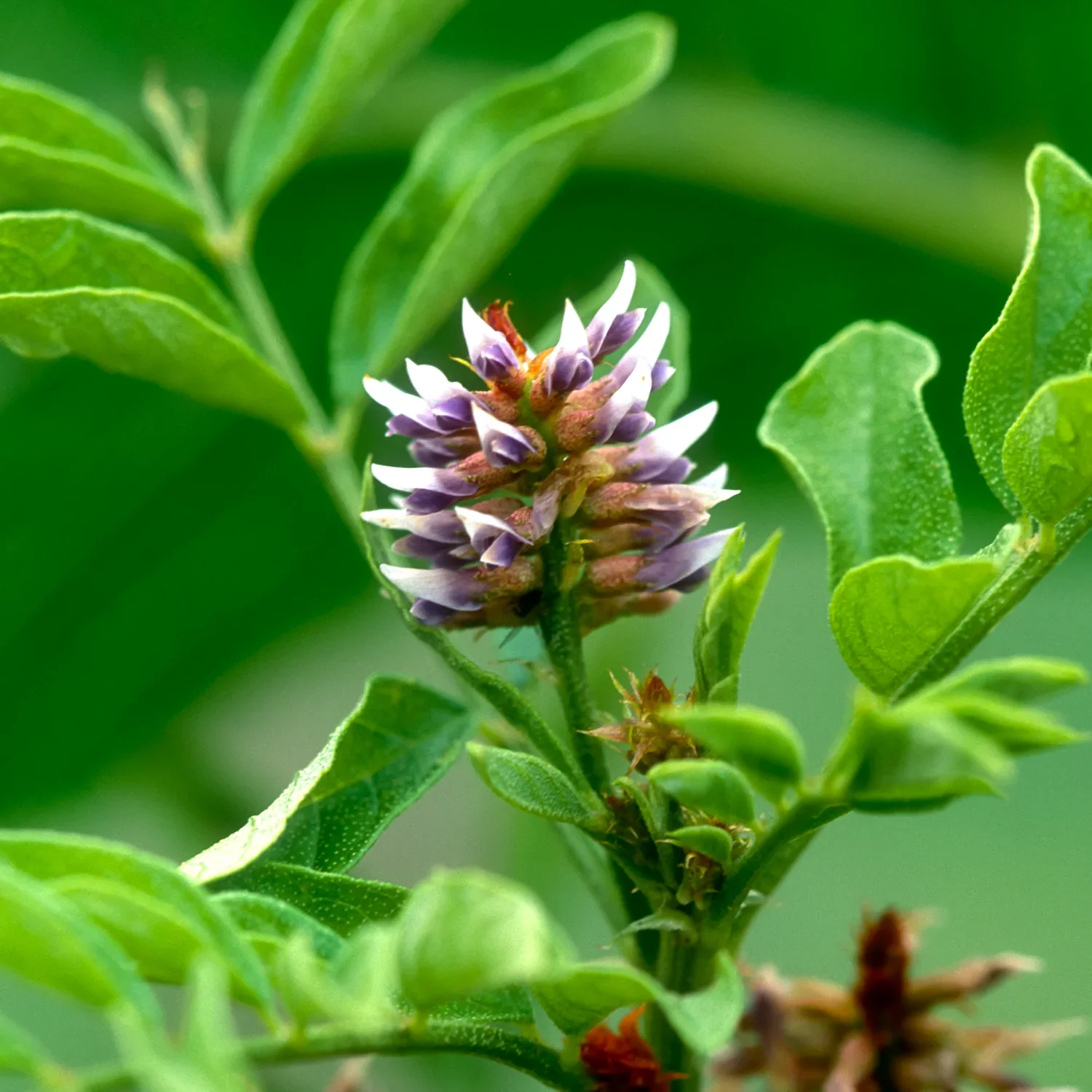Adrenal Support - Image 5