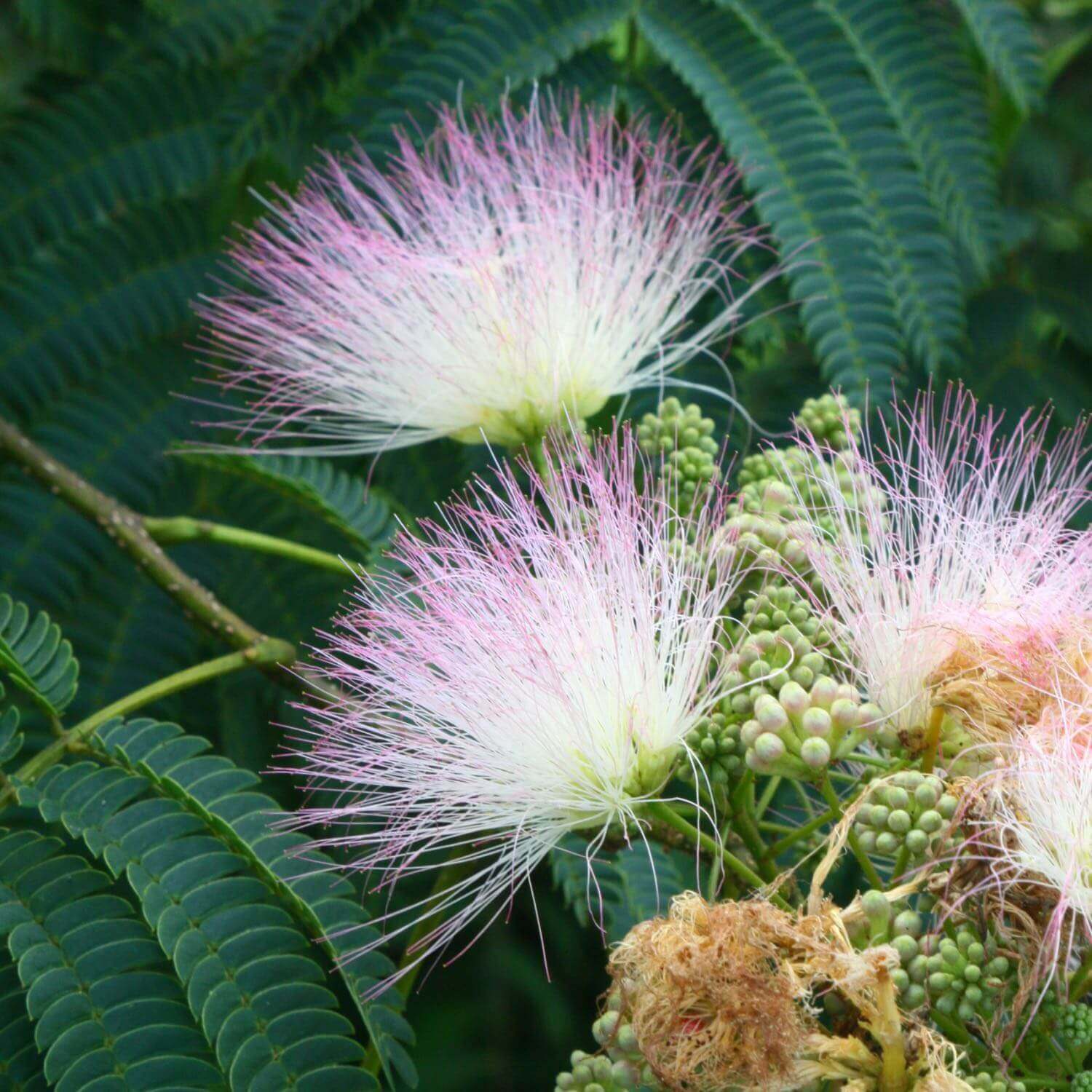 Albizia - Image 4