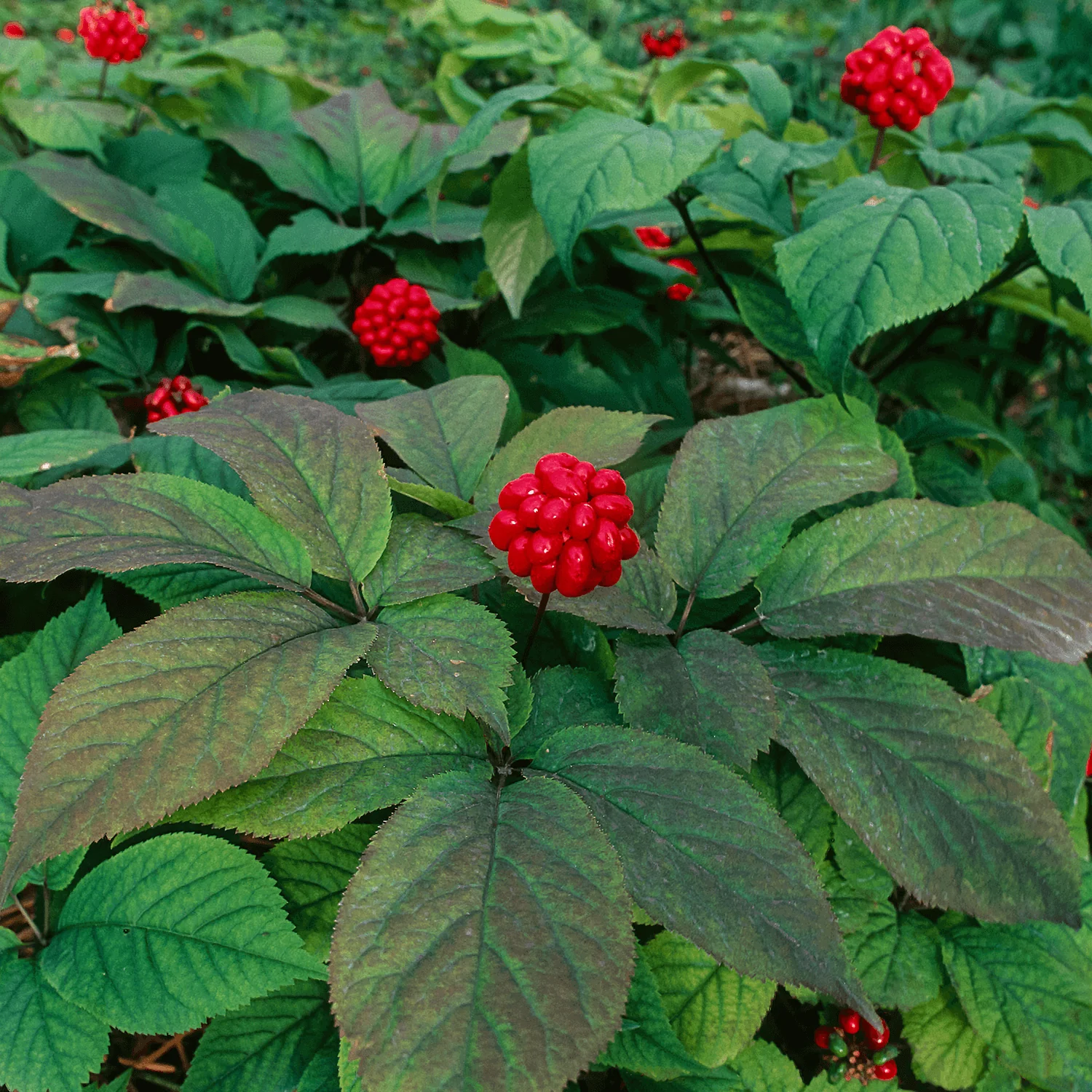 American Ginseng - Image 3