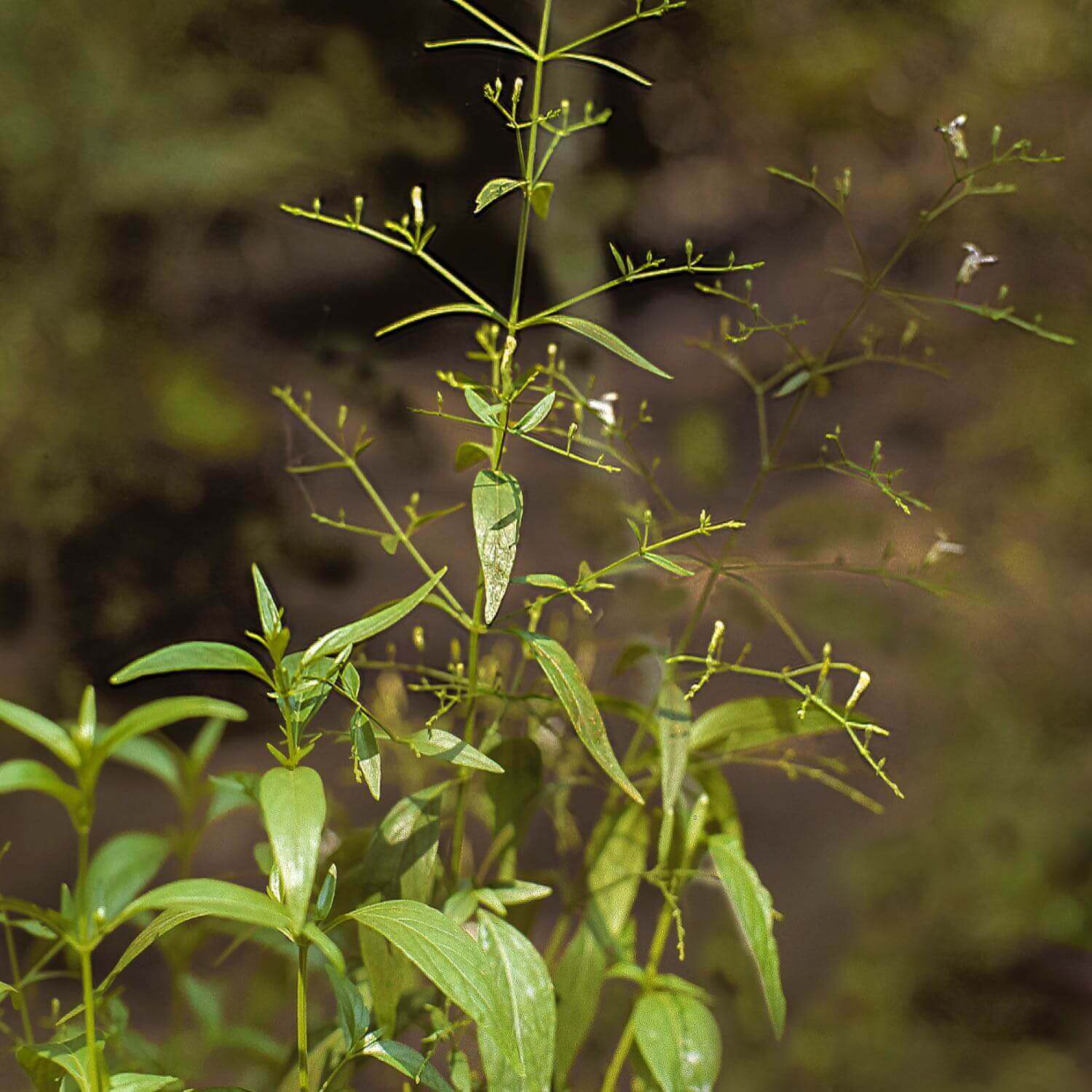 Andrographis - Image 4