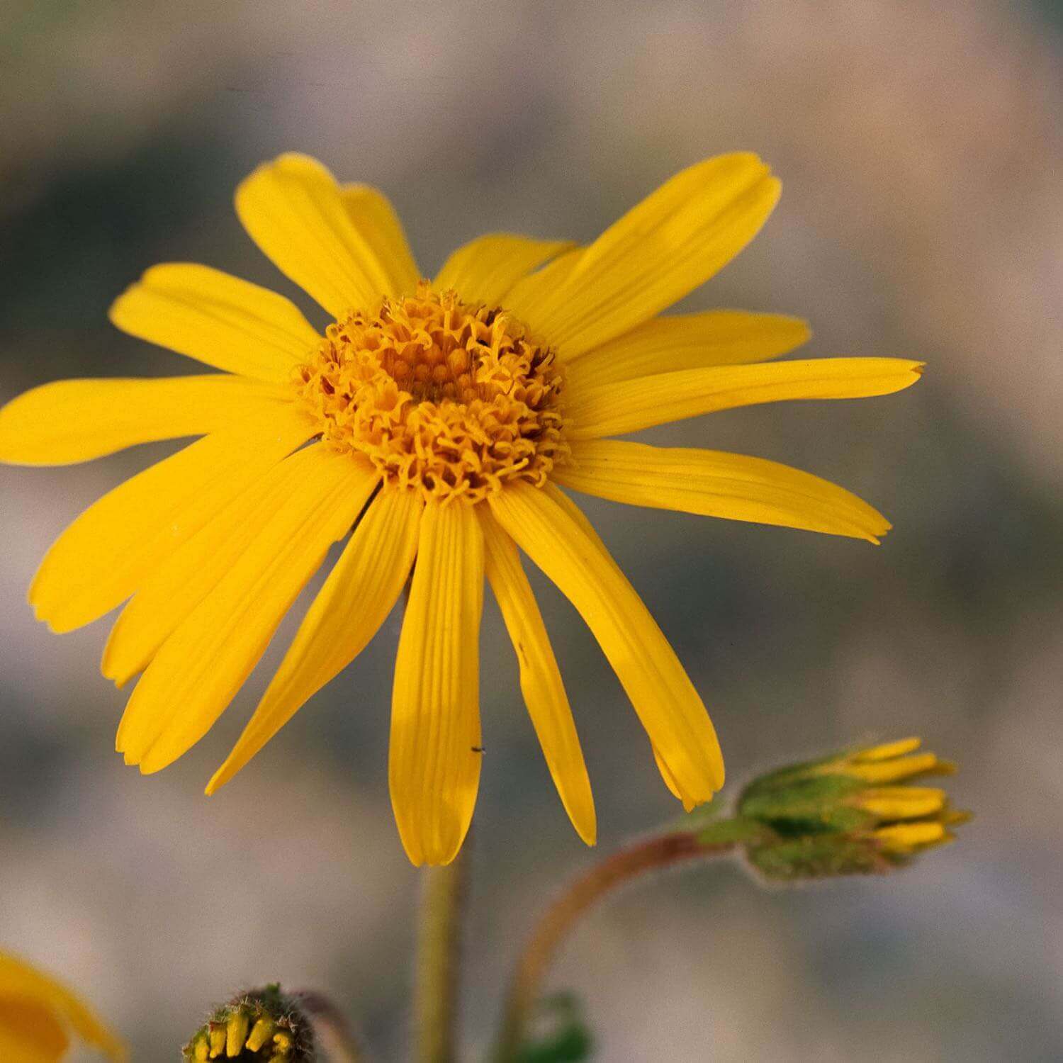 Arnica - Image 4