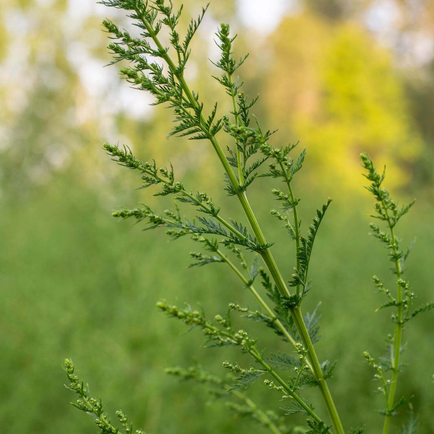 Artemisia Annua - Image 4