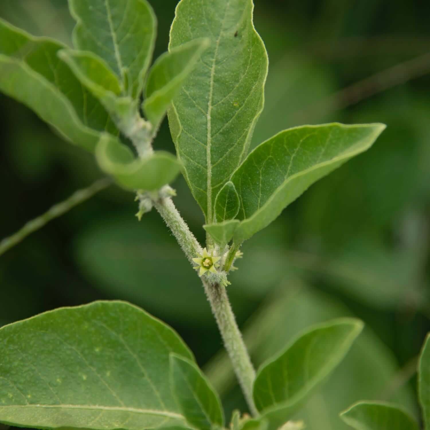 Ashwagandha - Image 4