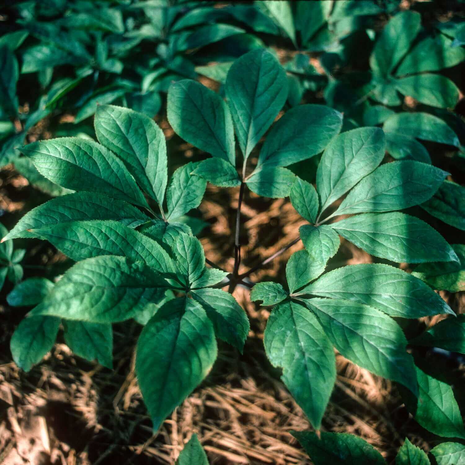 Asian Ginseng - Image 4