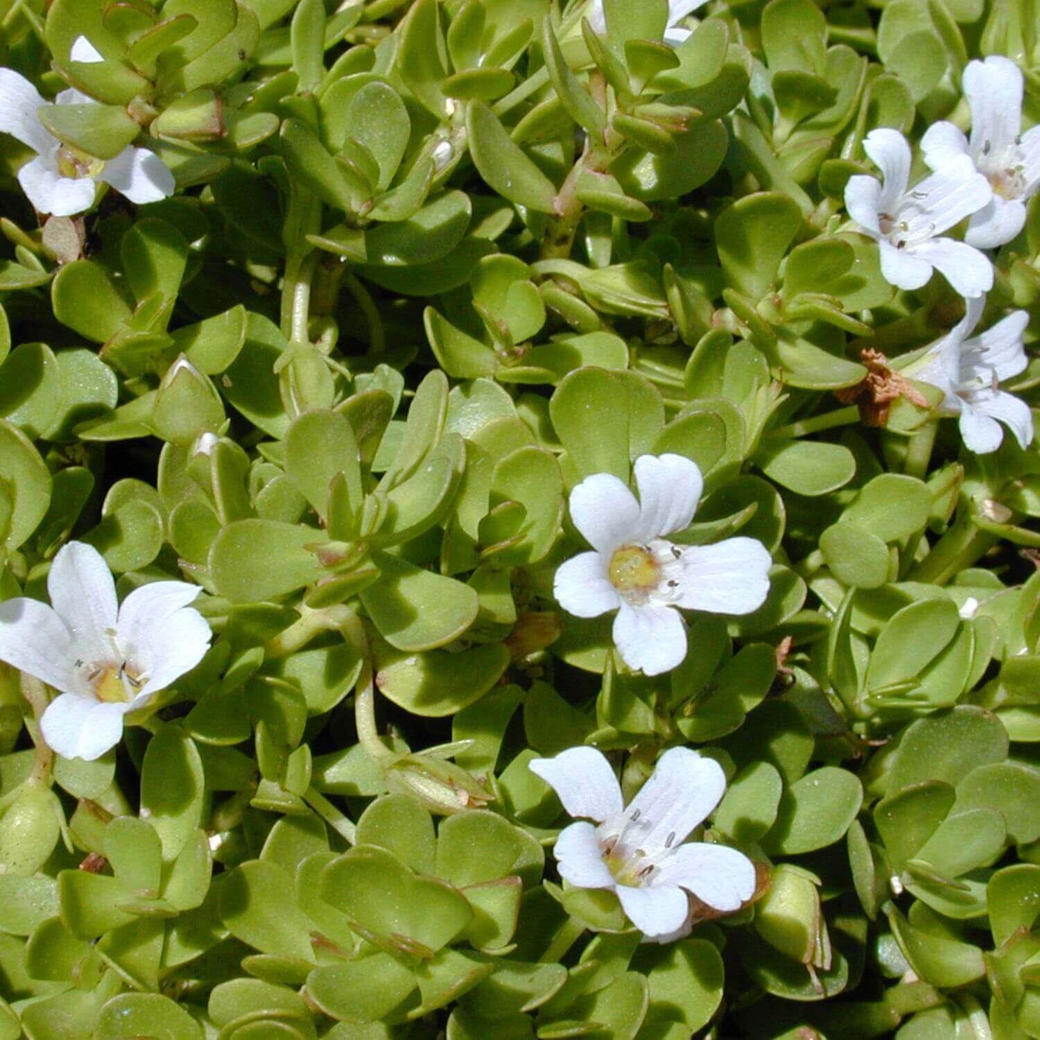 Bacopa - Image 4