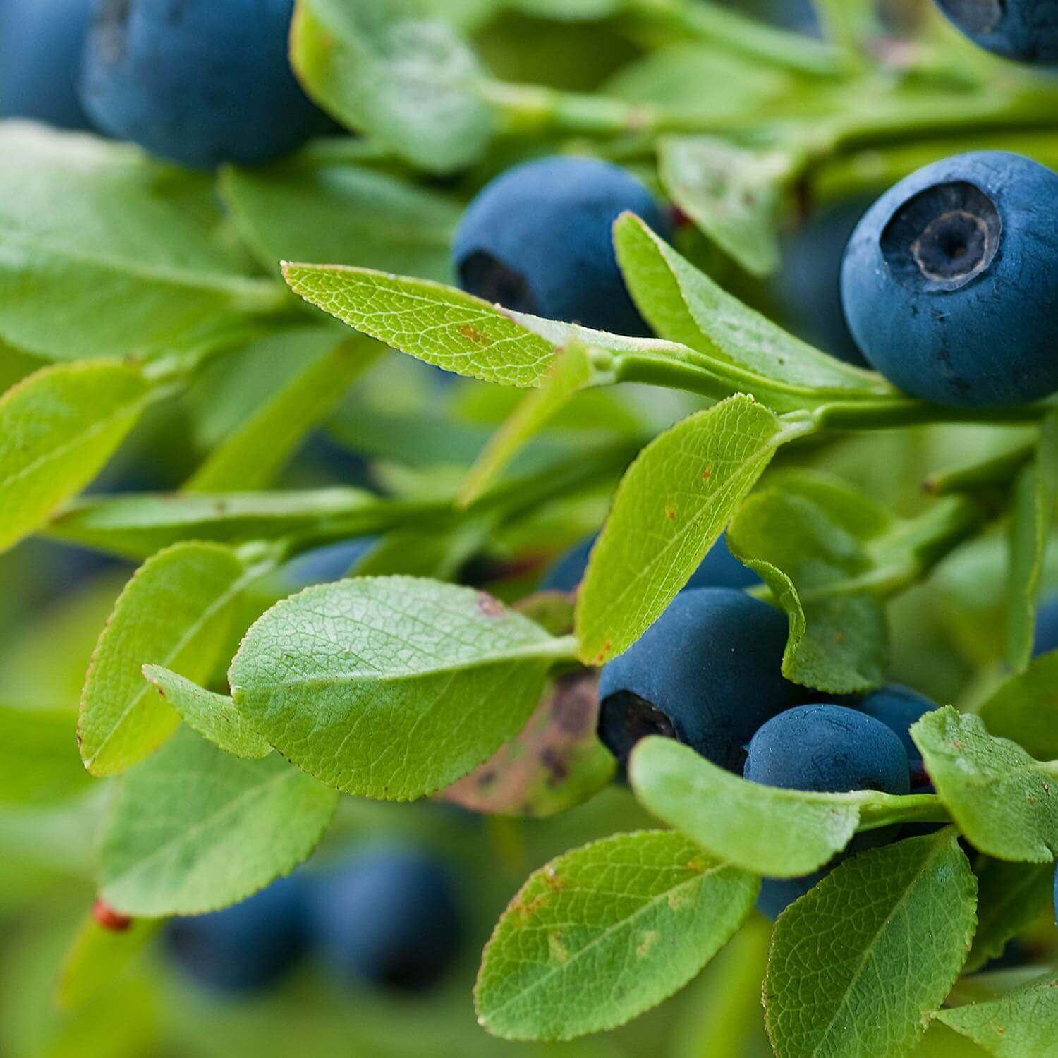 Bilberry - Image 4