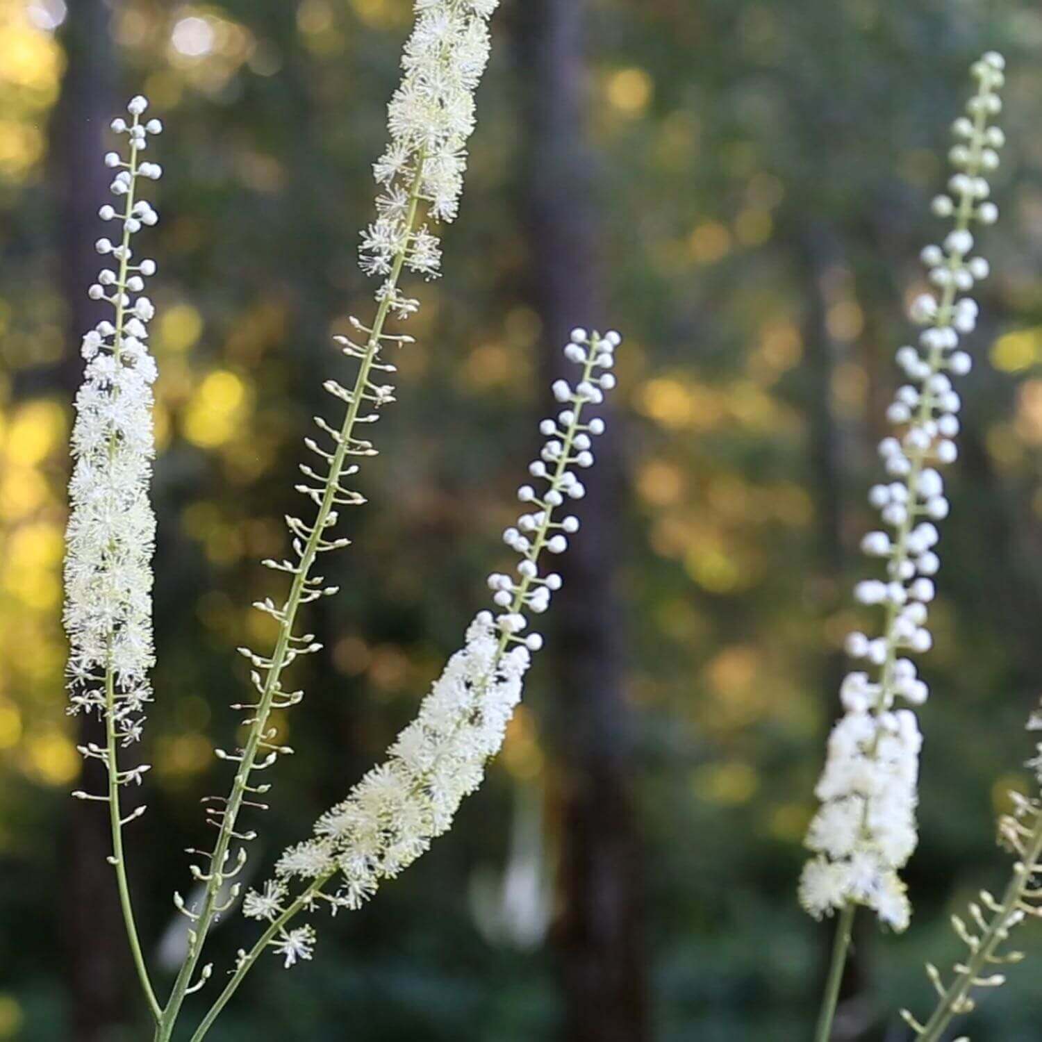 Black Cohosh - Image 4