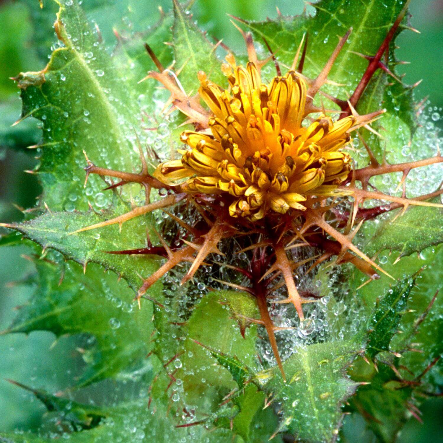 Blessed Thistle - Image 3