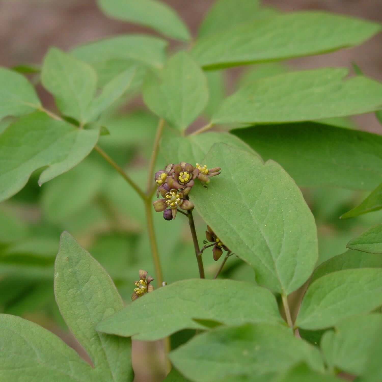 Blue Cohosh - Image 3