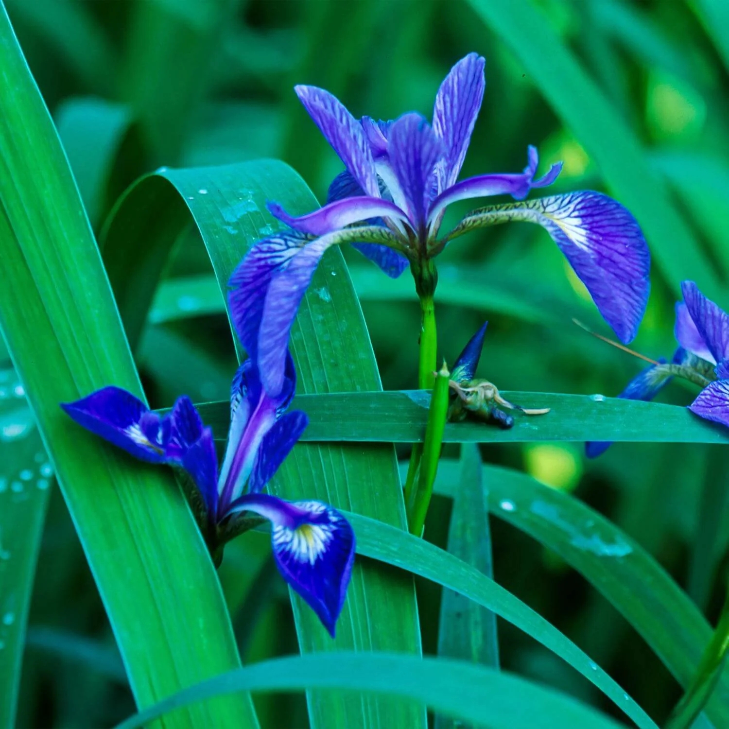 Blue Flag - Image 3