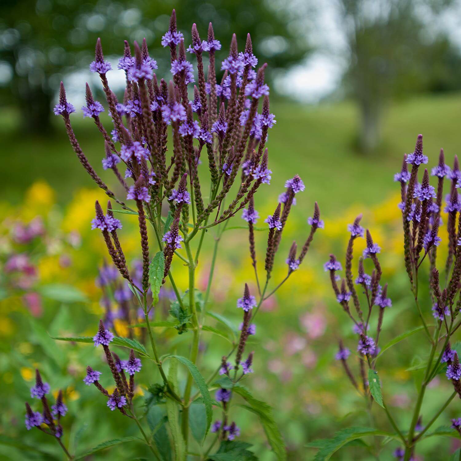 Blue Vervain - Image 3