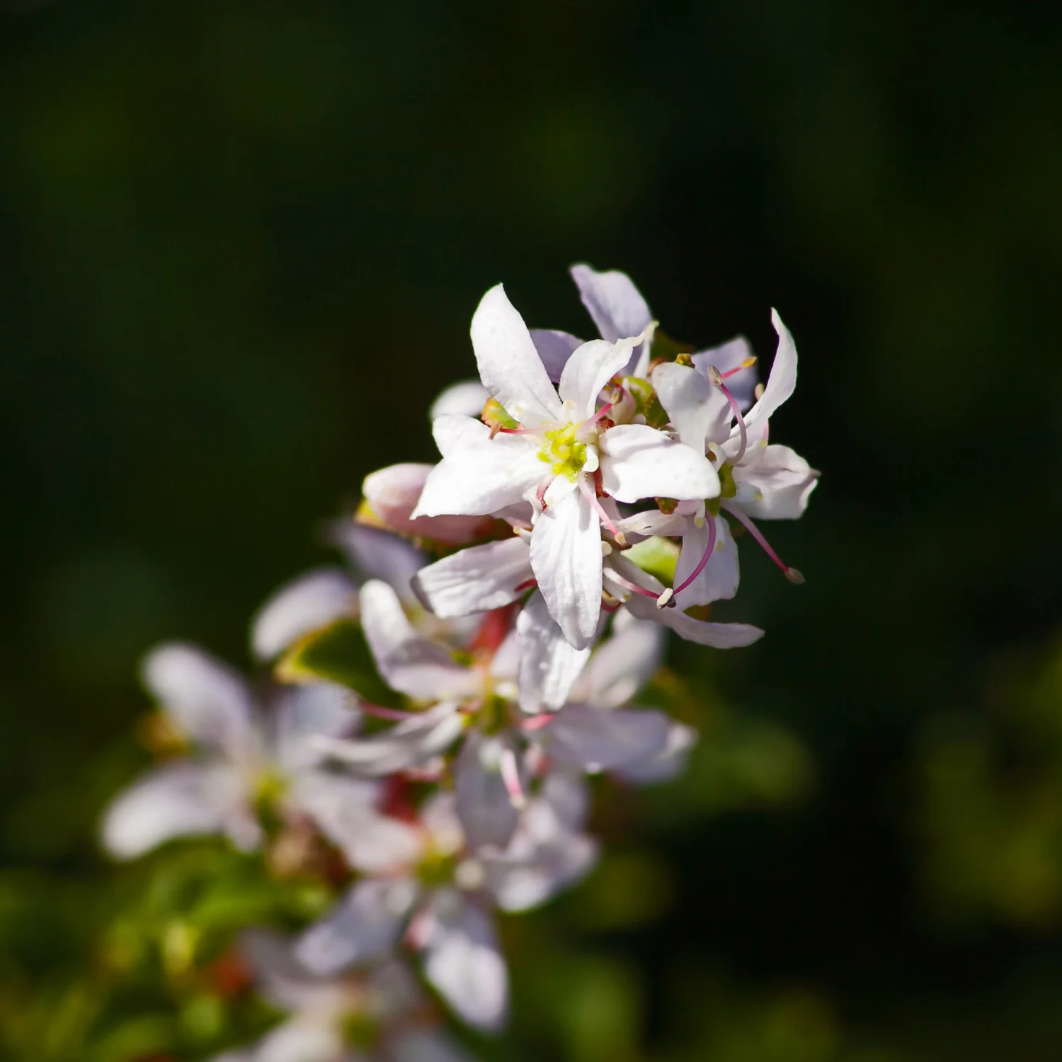 Buchu - Image 4