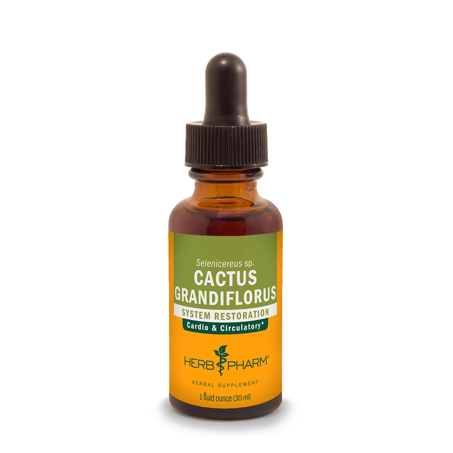 Cactus Grandiflorus