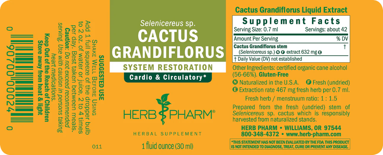 Cactus Grandiflorus - Image 3