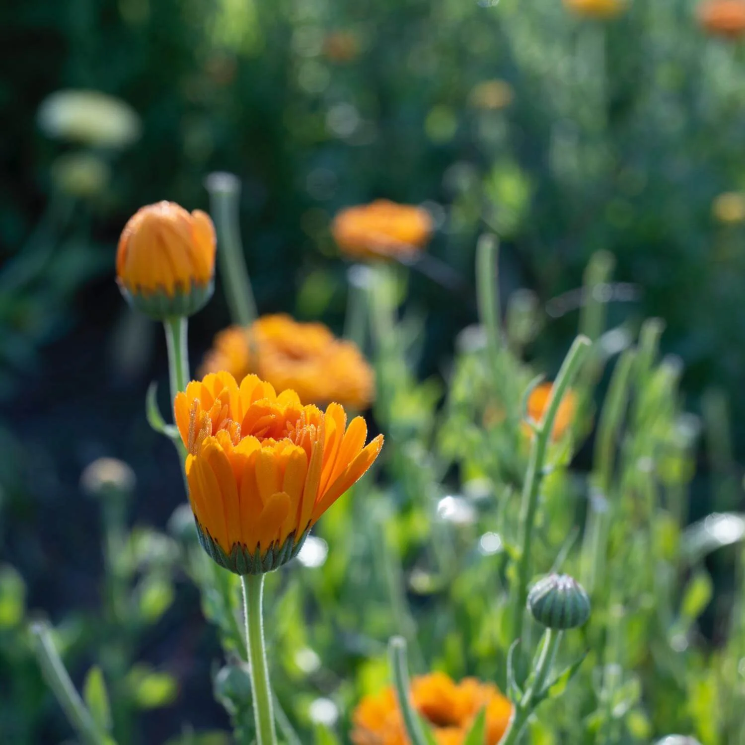 Calendula - Image 4