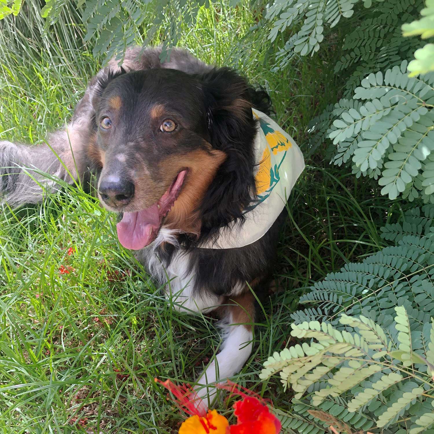 Herb Pharm Calendula Bandana - Image 6
