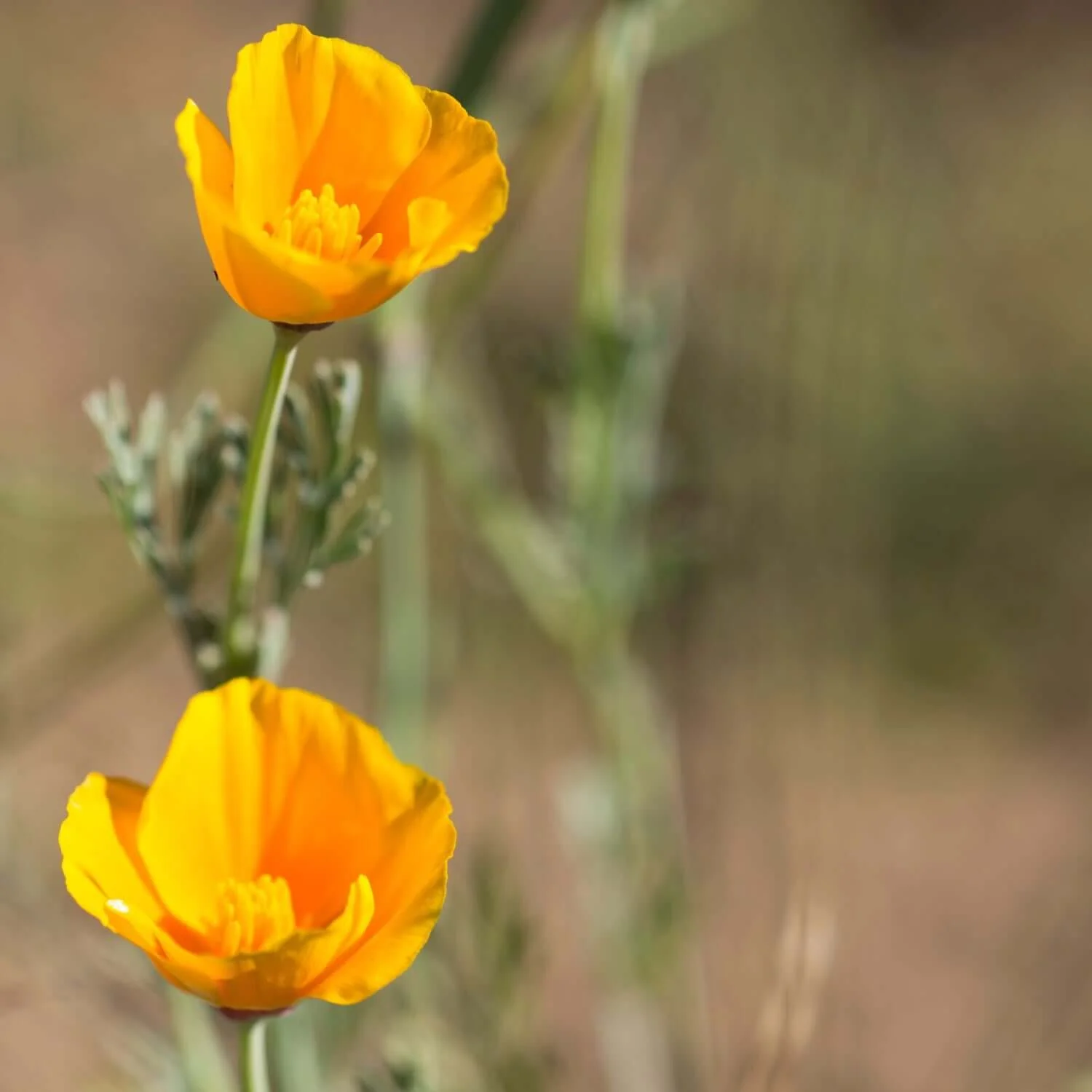 California Poppy - Image 4
