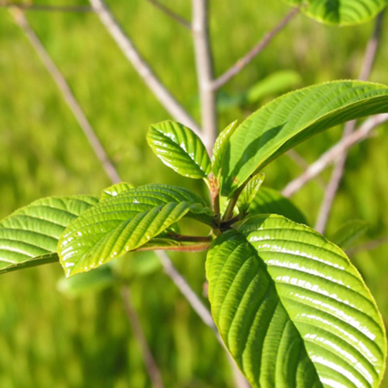 Cascara Sagrada - Image 3