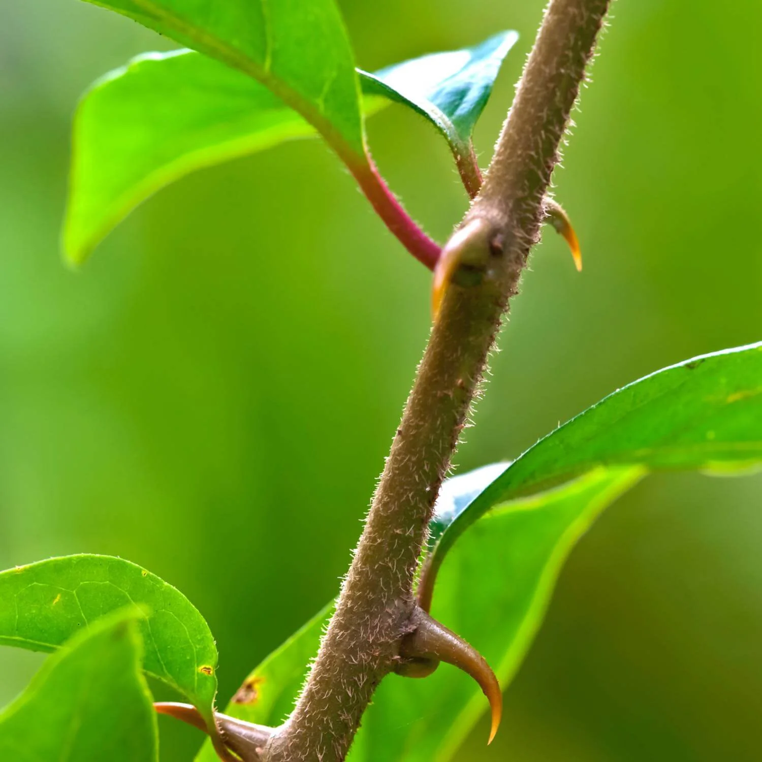 Cat's Claw - Image 4