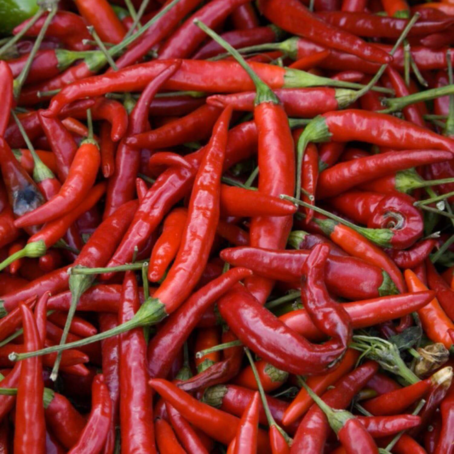 Cayenne - Image 4