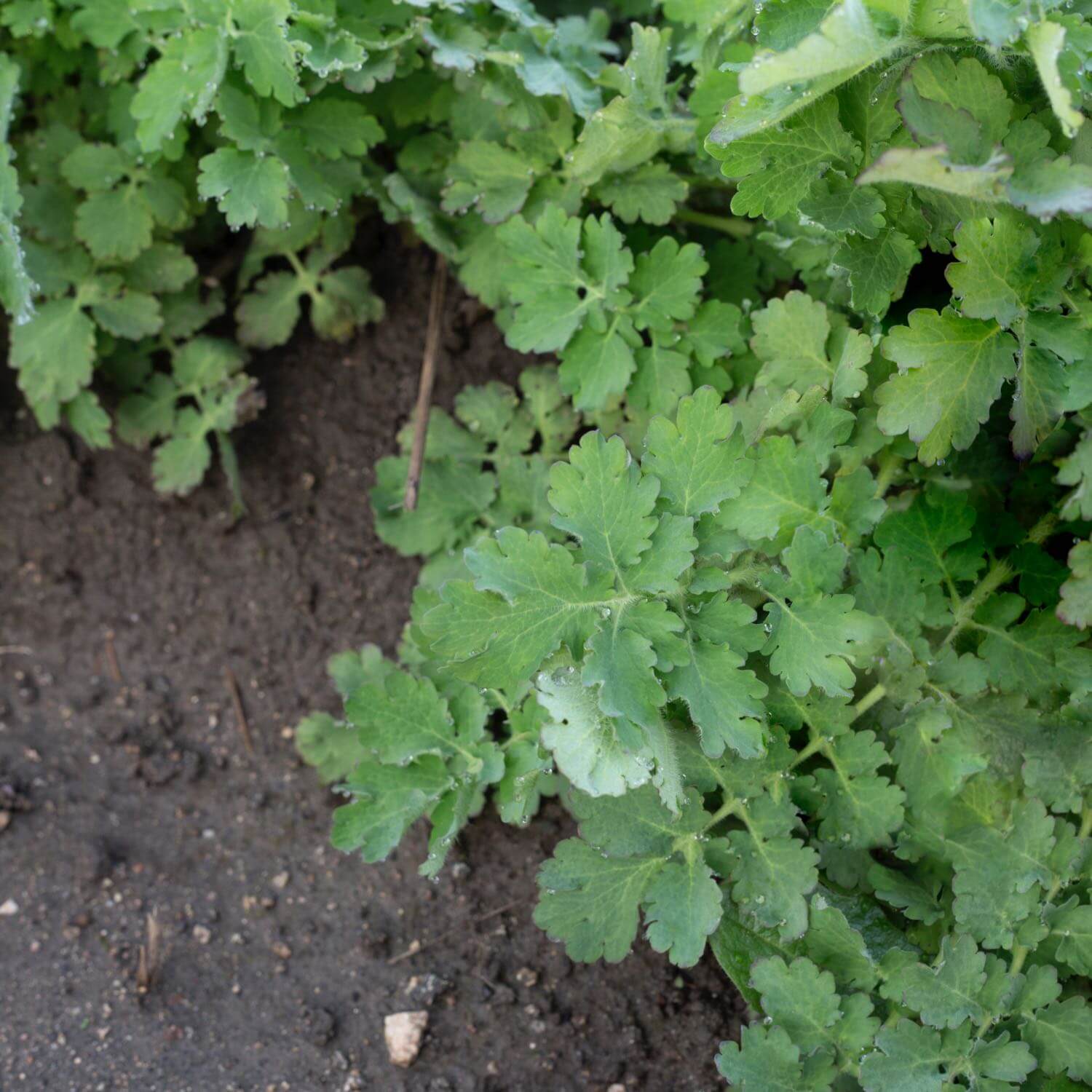 Celandine - Image 3