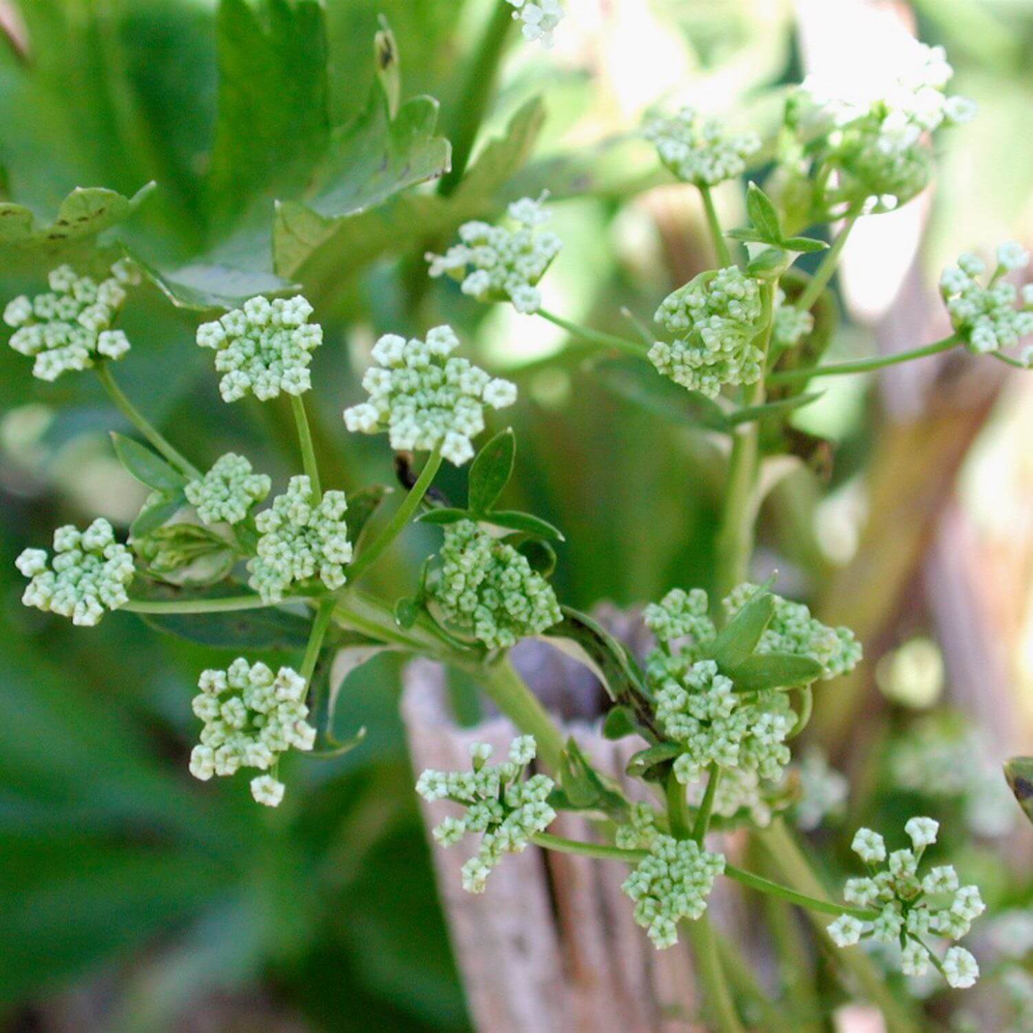 Celery - Image 4