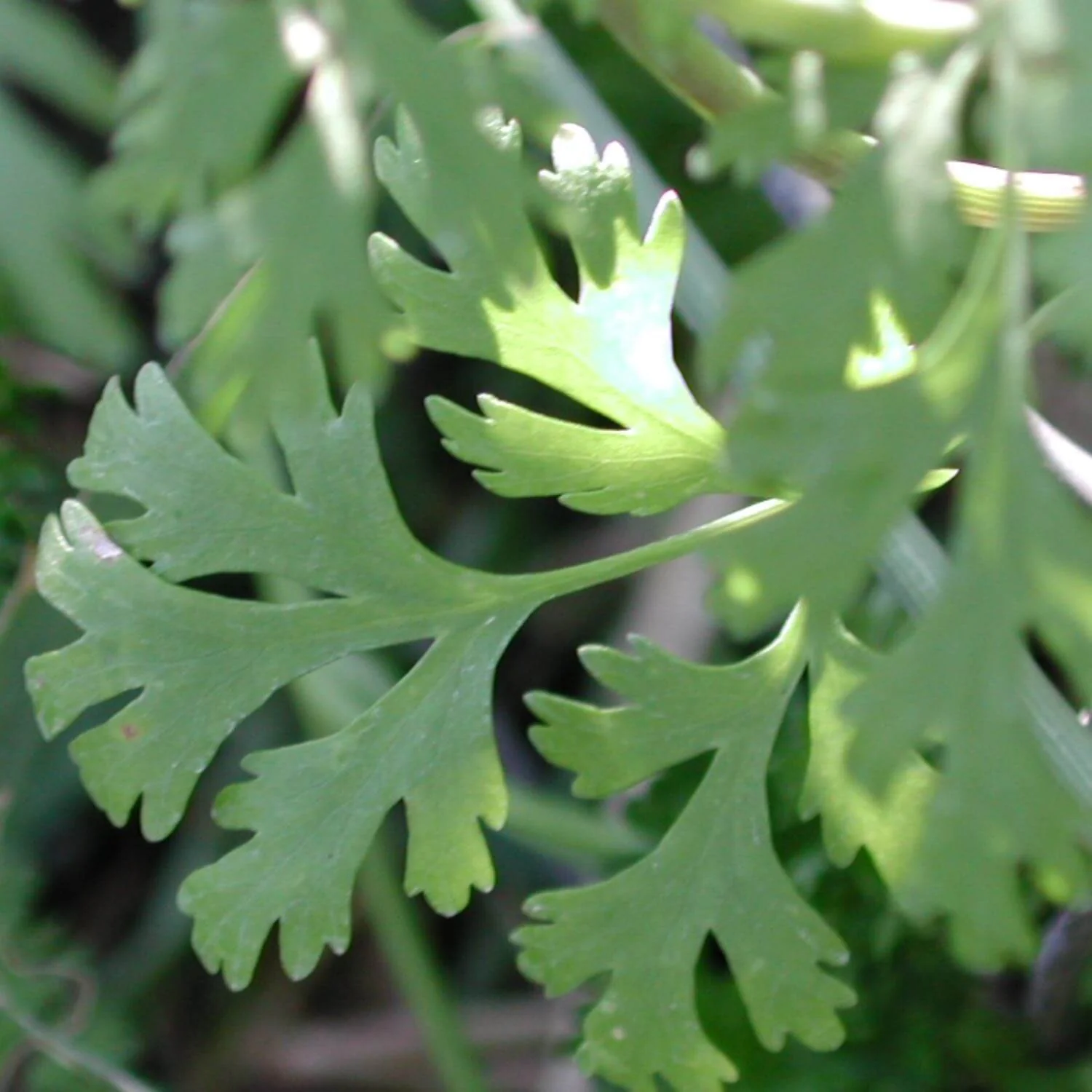 Cilantro - Image 4