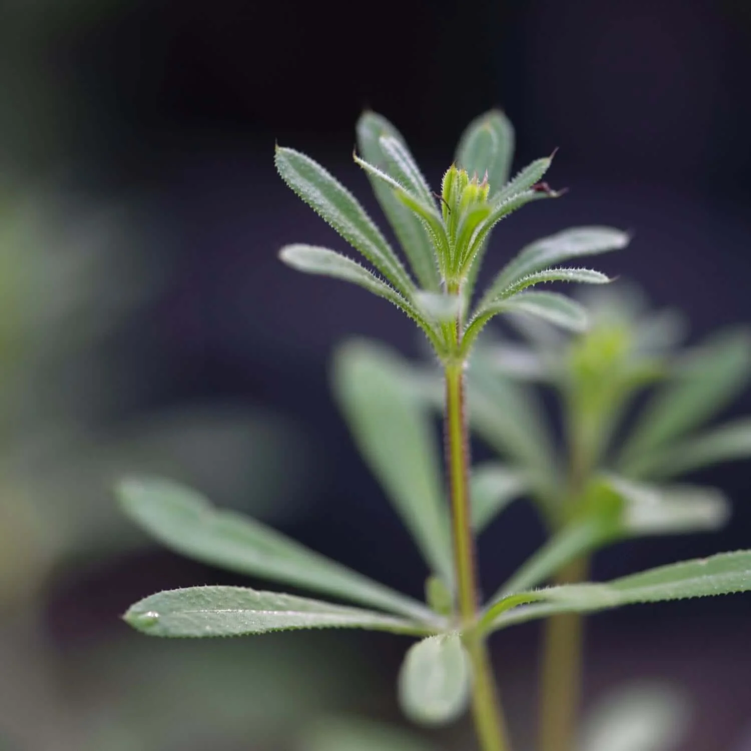 Cleavers - Image 4