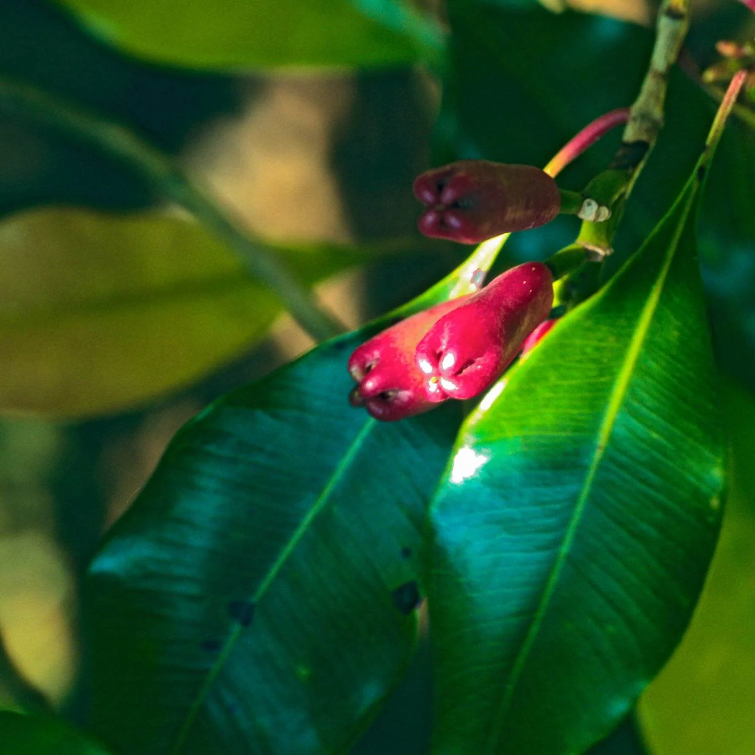 Clove - Image 4