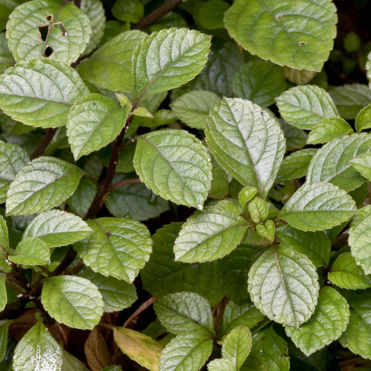 Coleus Forskohlii - Image 3