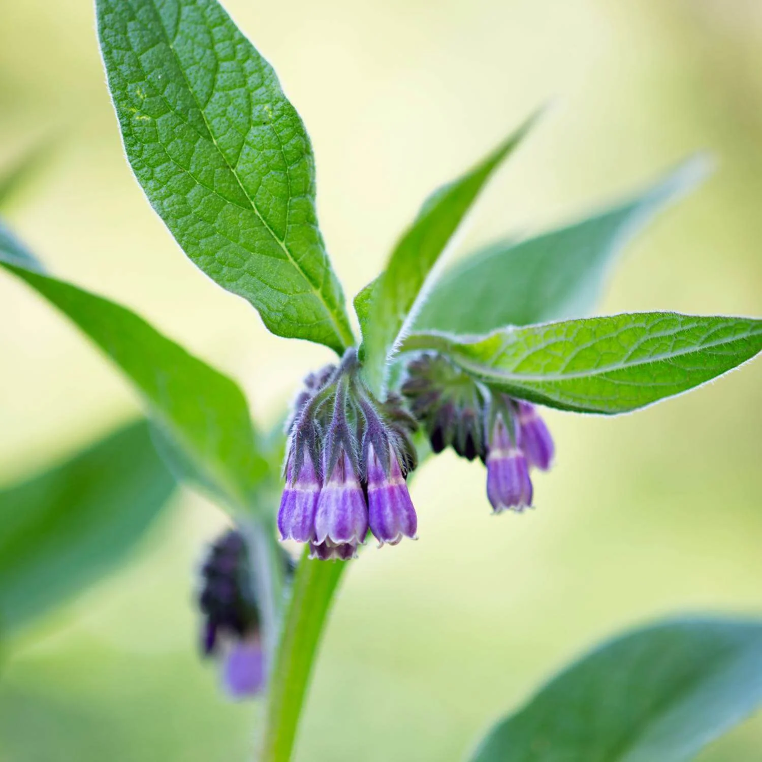 Comfrey - Image 3