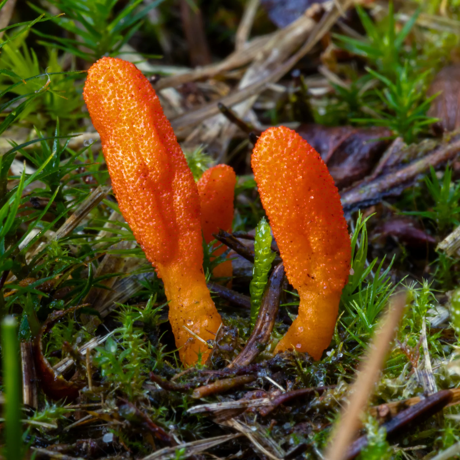 Cordyceps Blend - Image 3