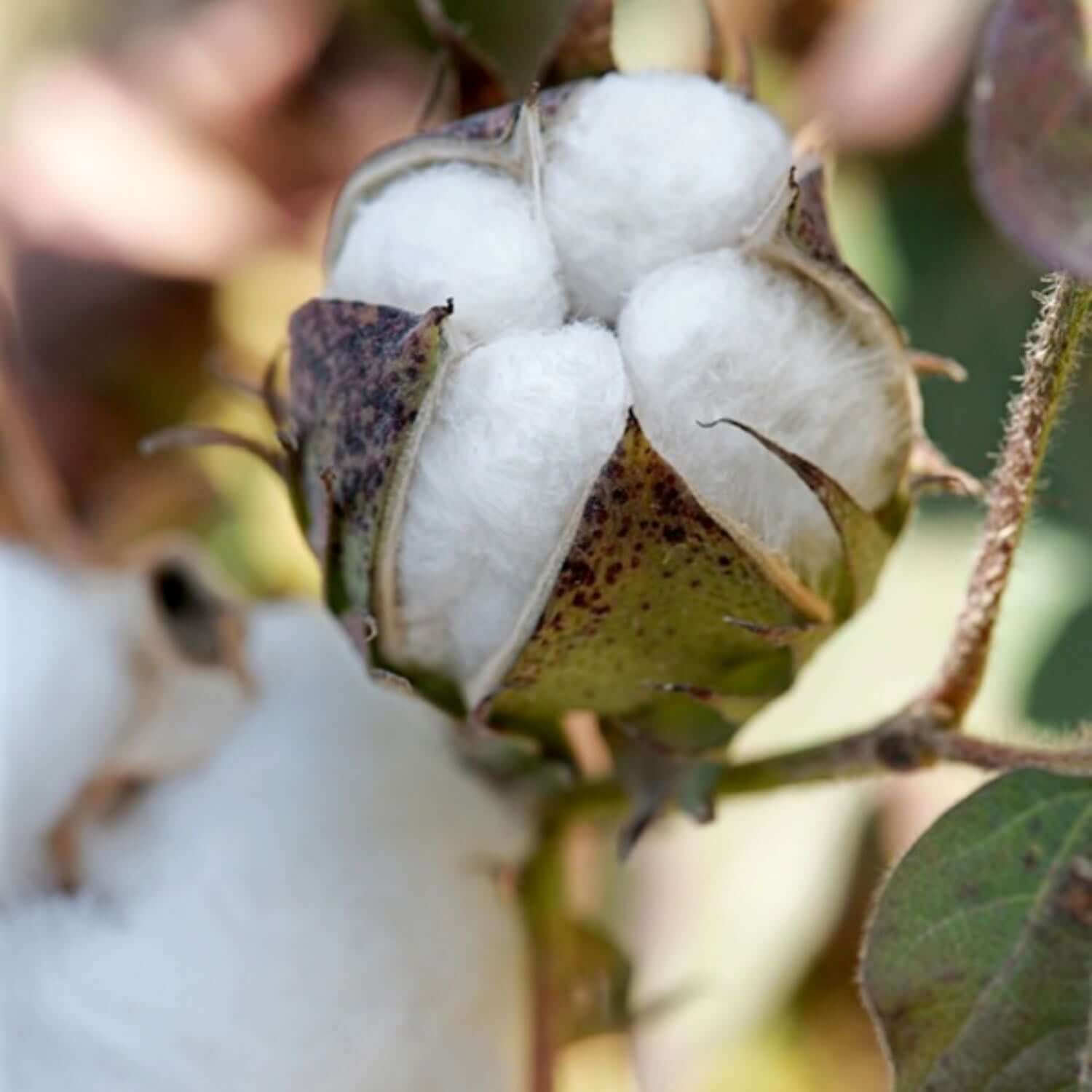 Cotton - Image 3