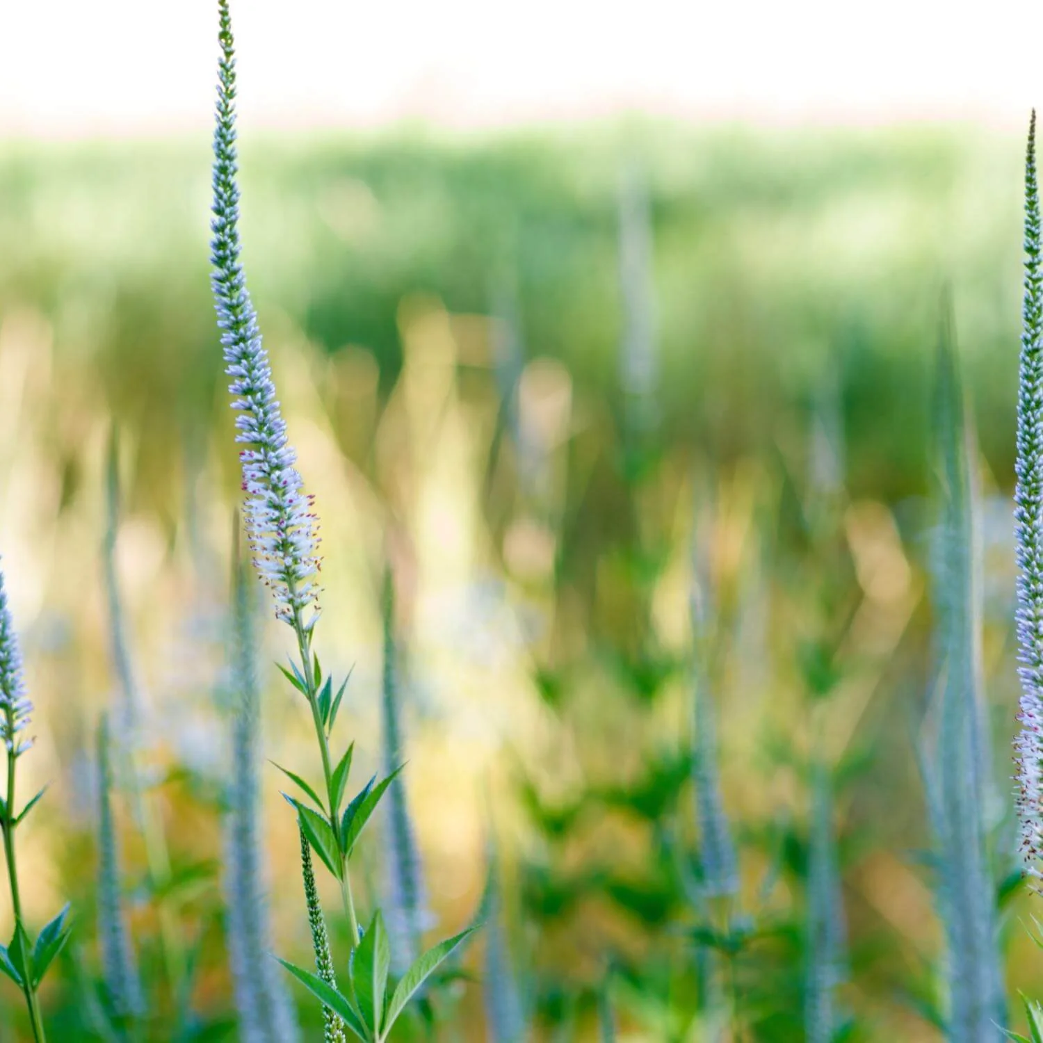 Culver's Root - Image 3
