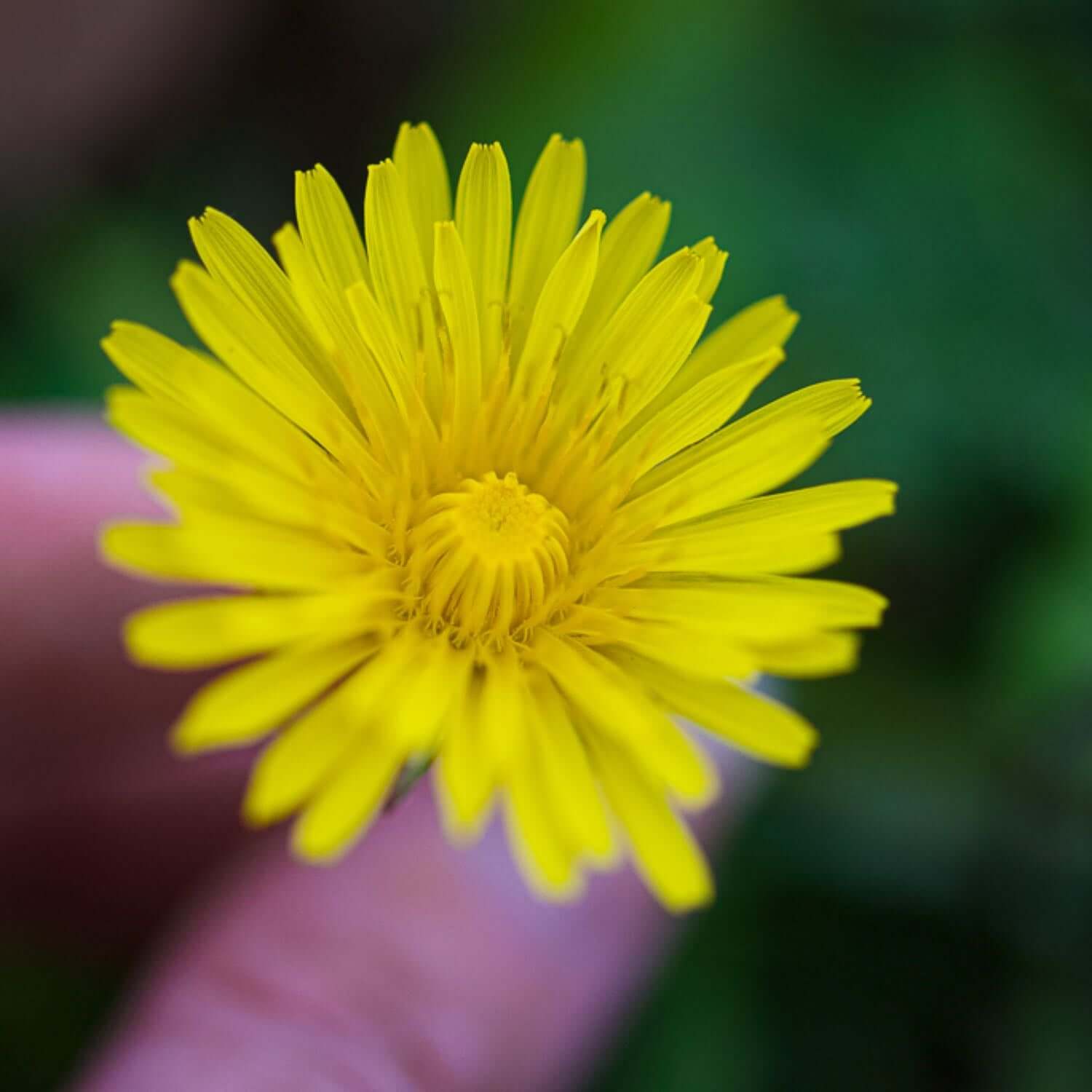 Dandelion, Alcohol-Free - Image 4