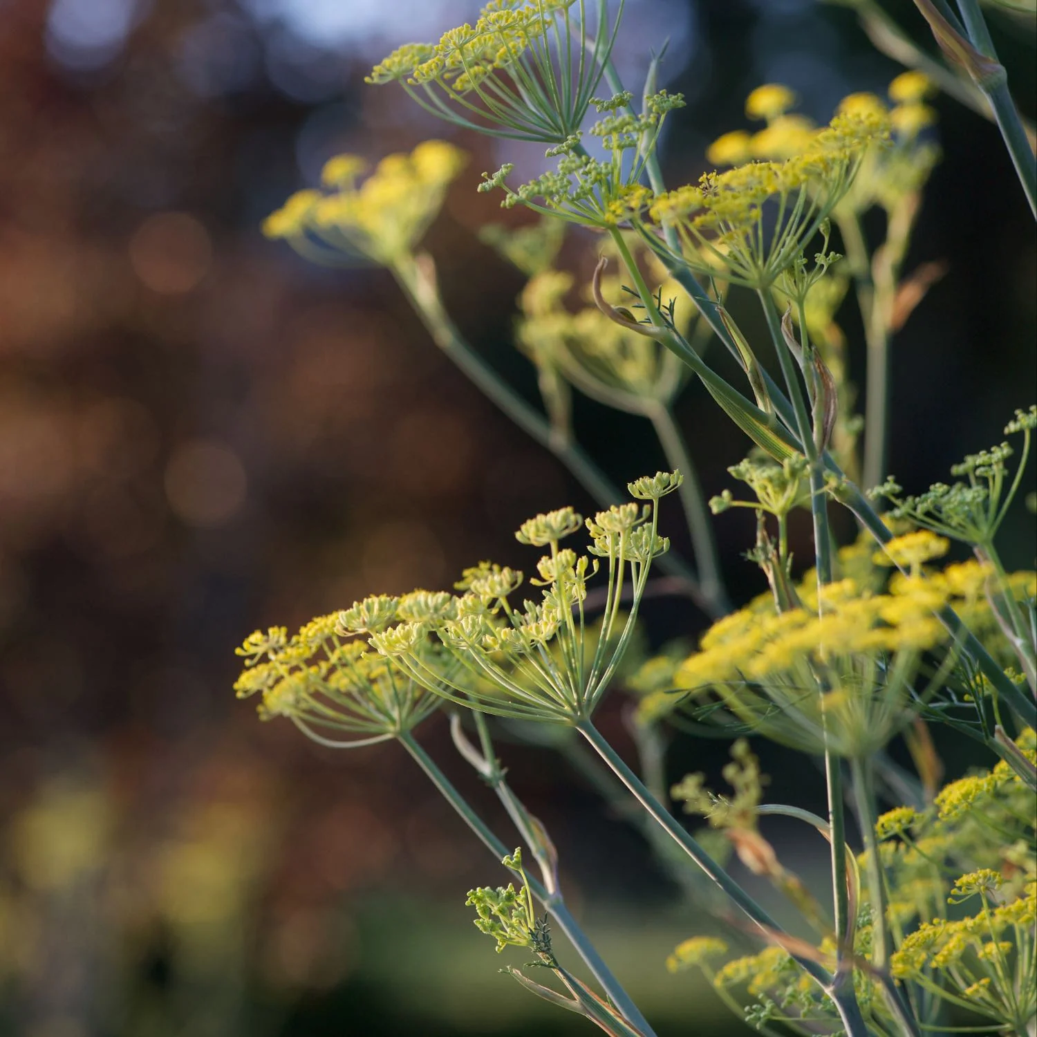 Fennel - Image 4