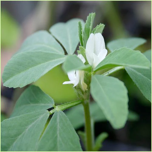 Fenugreek - Image 4