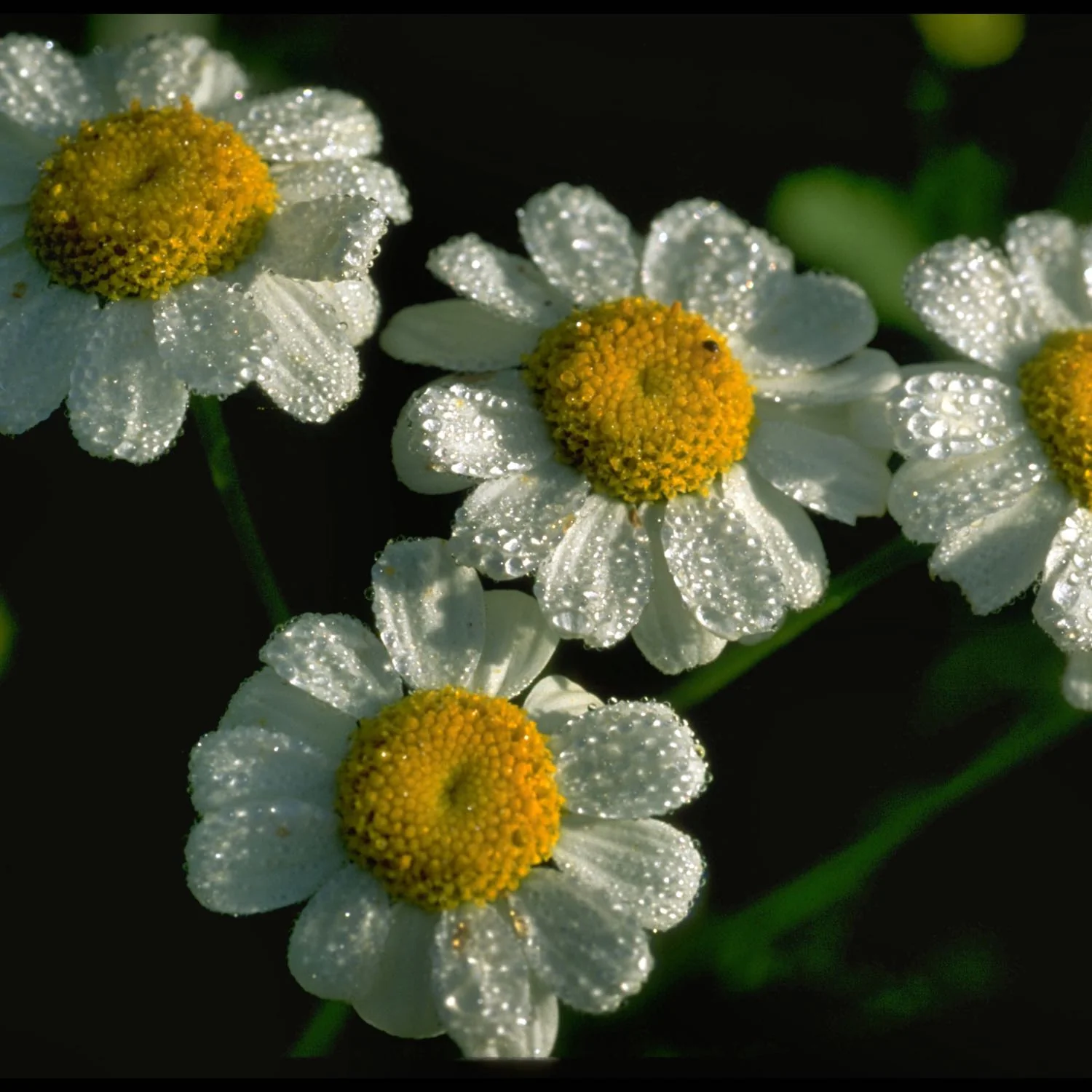 Feverfew - Image 4