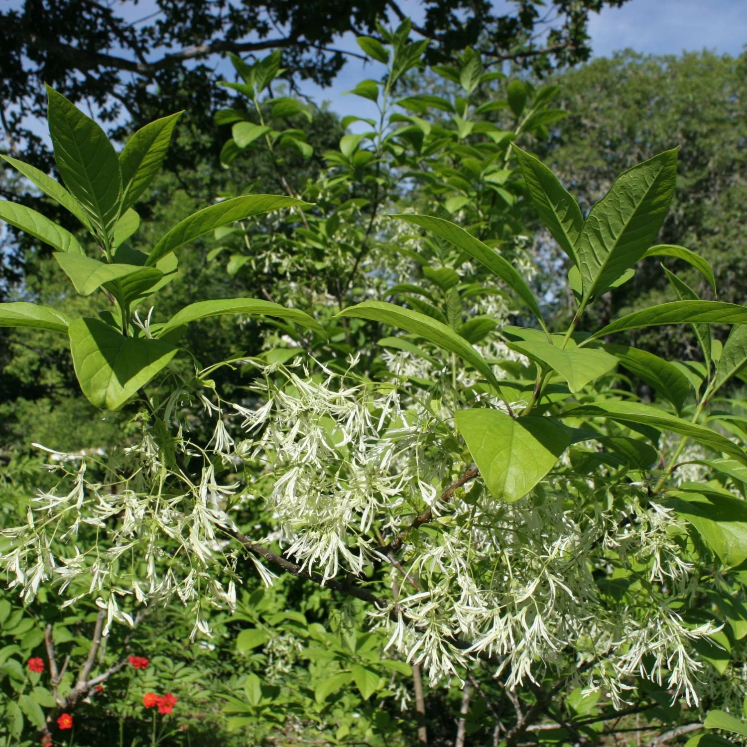 Fringe Tree - Image 3