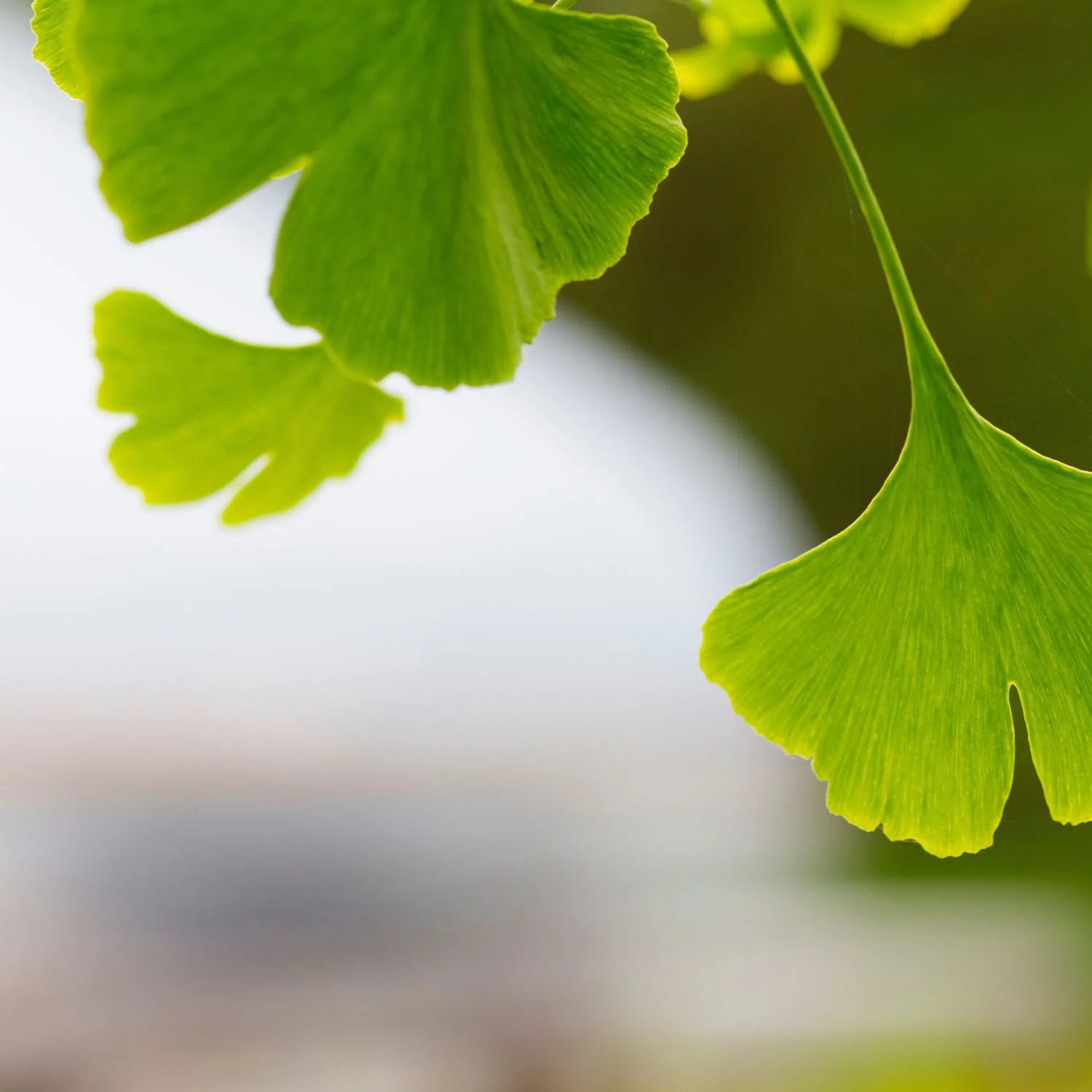 Ginkgo - Image 4