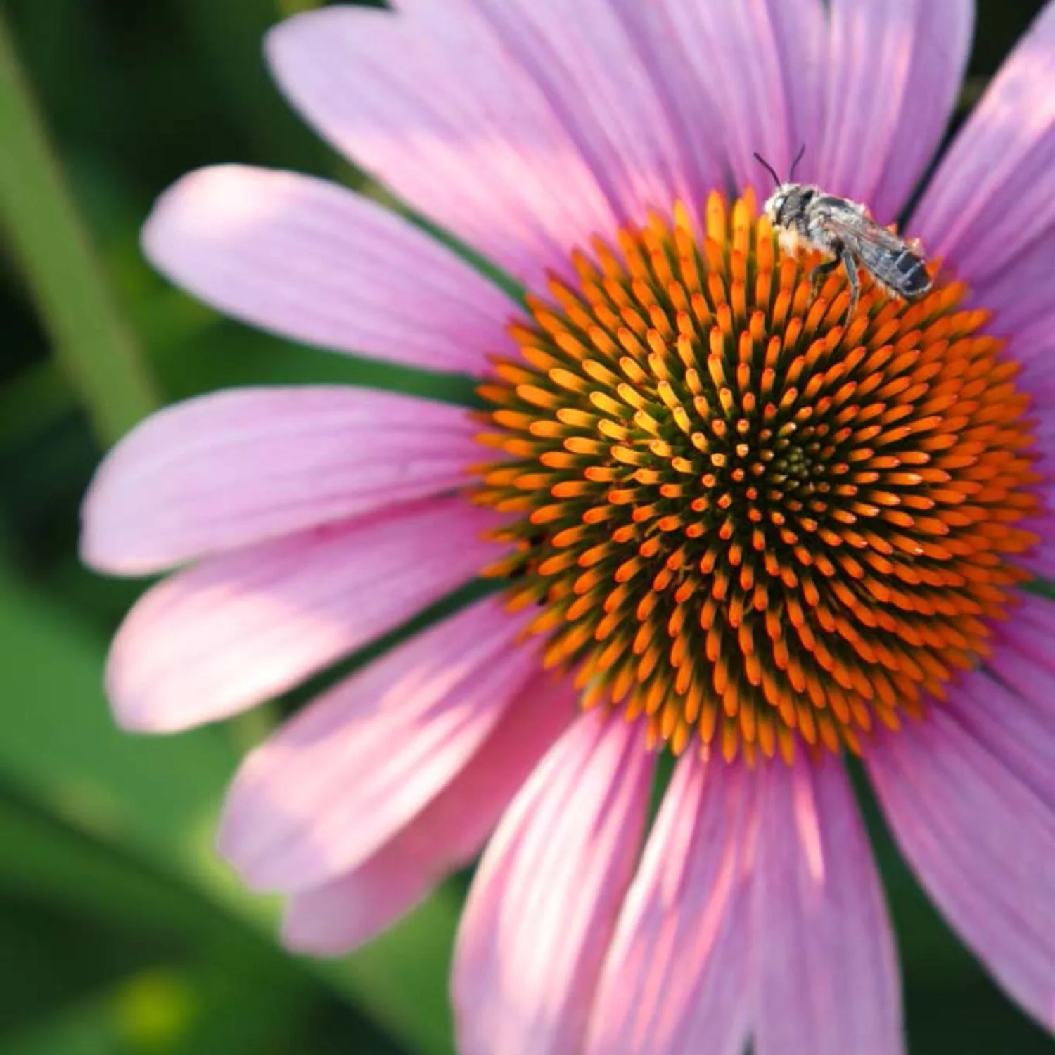 Golden Echinacea™, Alcohol-Free - Image 3
