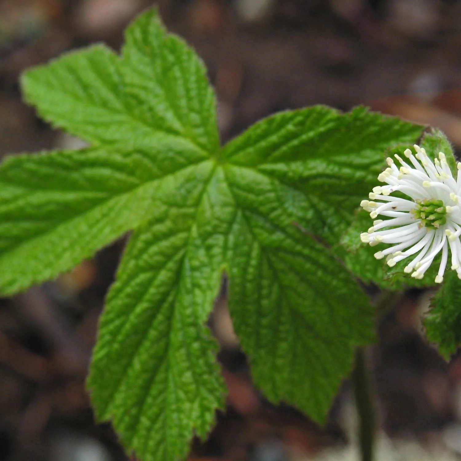 Golden Echinacea™, Alcohol-Free - Image 4