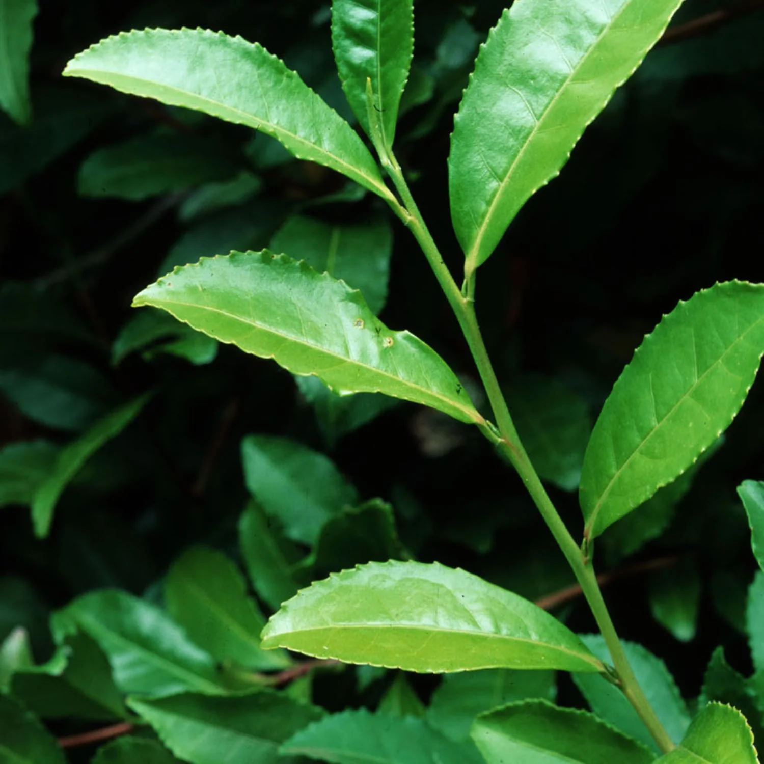 Green Tea - Image 3