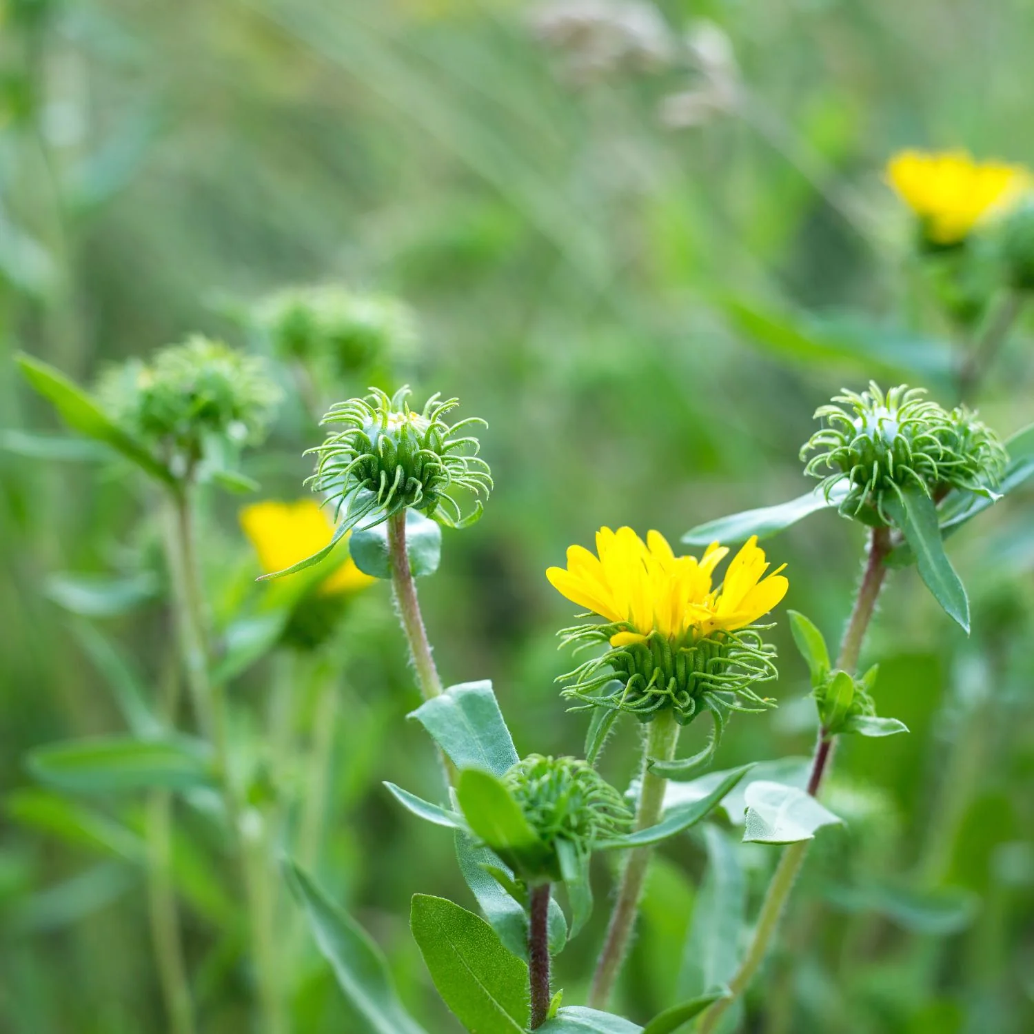 Grindelia - Image 4