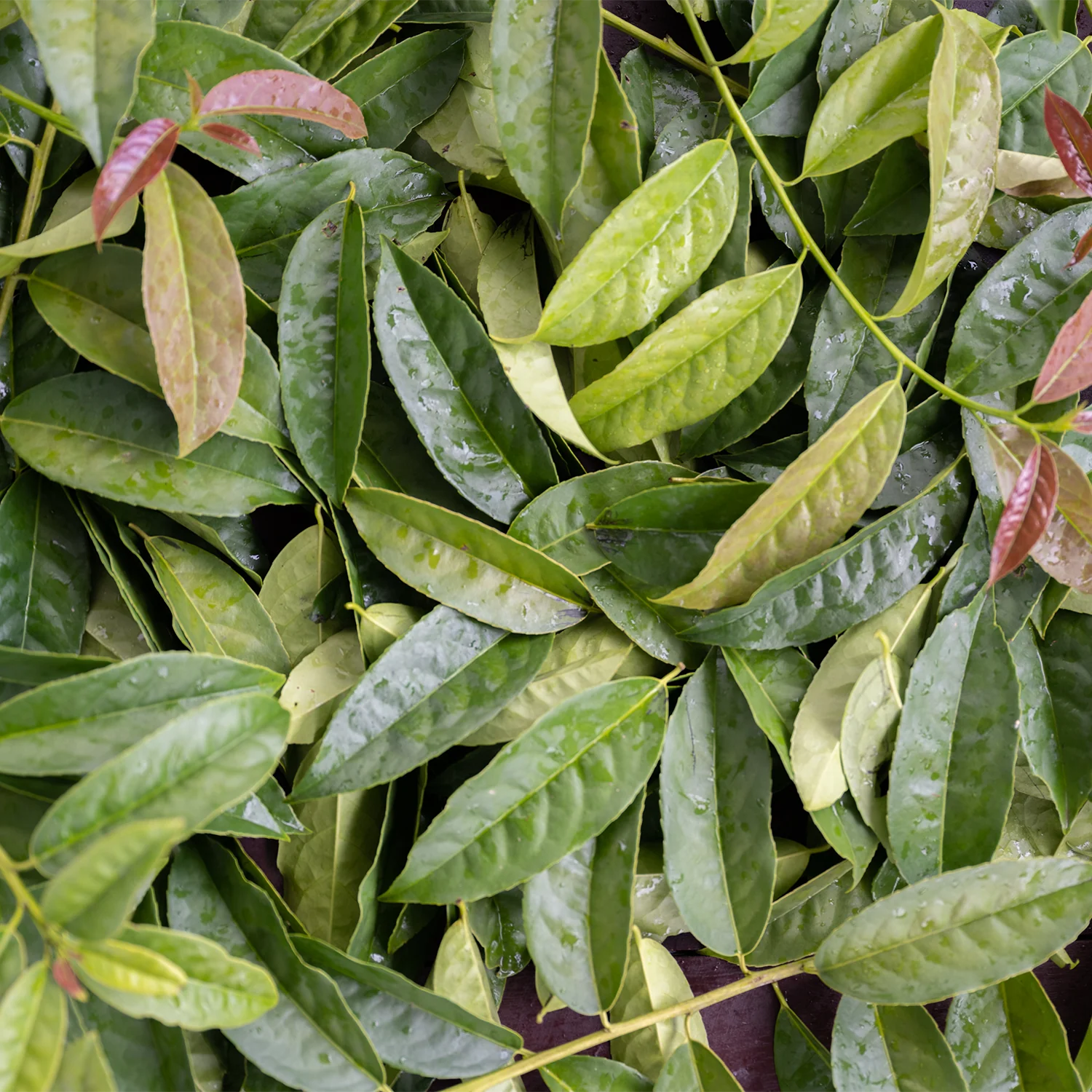 Guayusa - Image 3