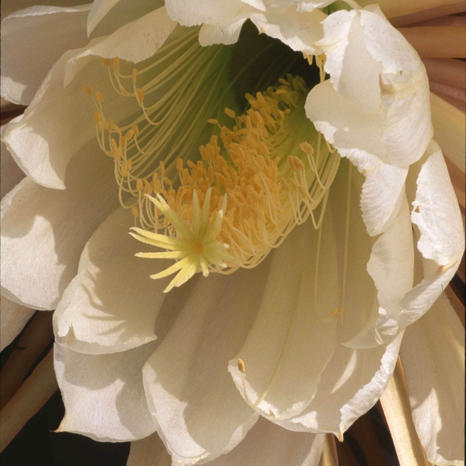 Heart Health™ - Image 5