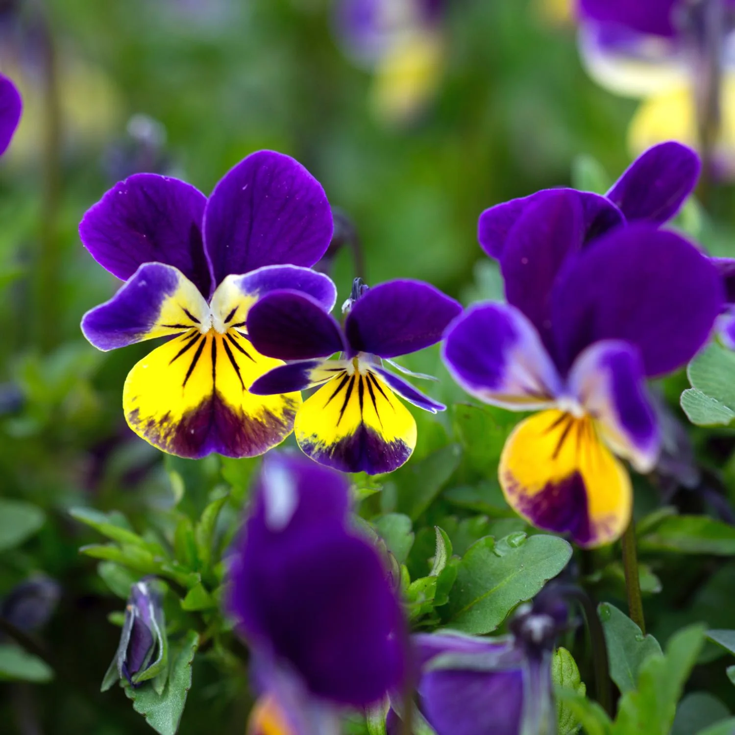 Heartsease - Image 3