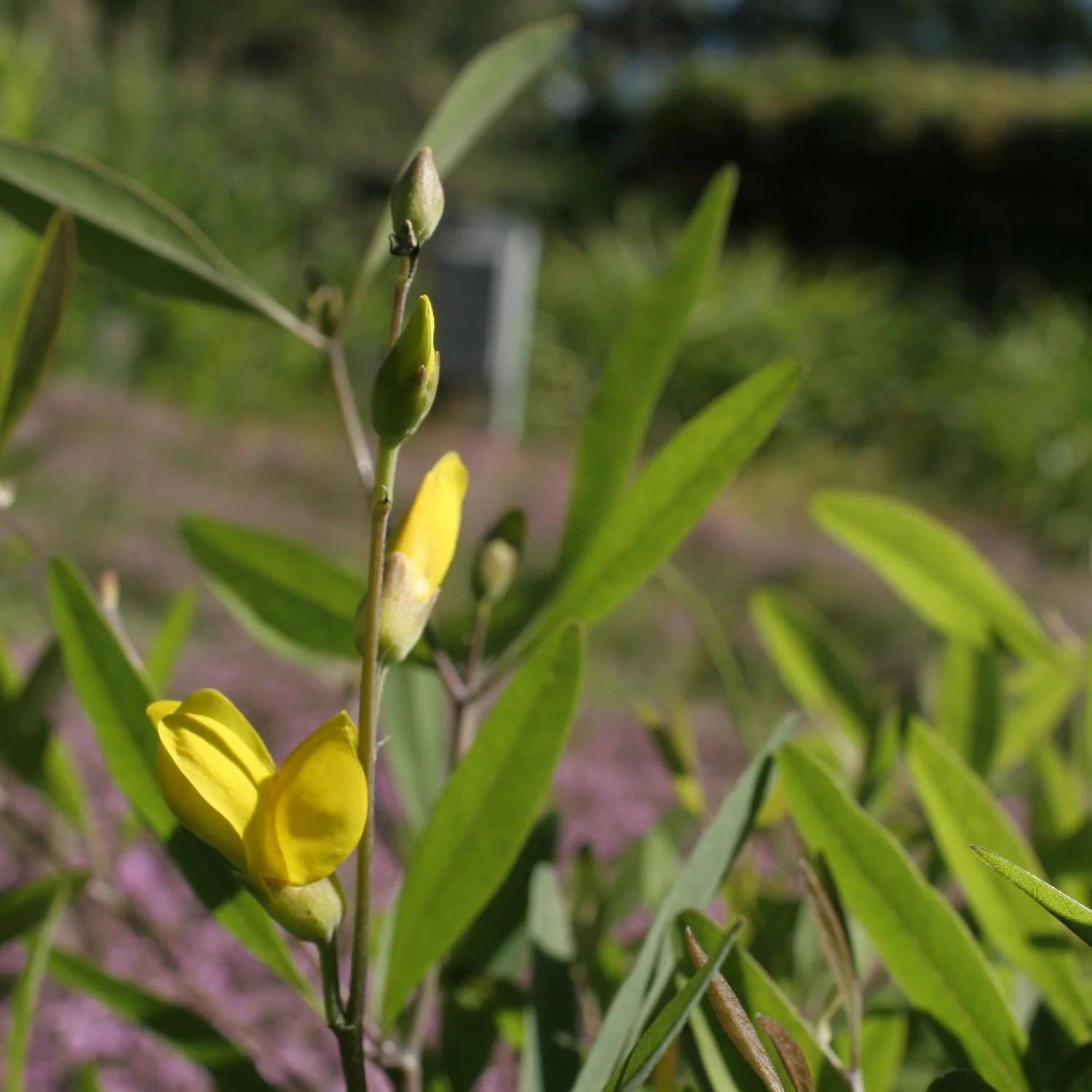 Herbal Detox™ - Image 10