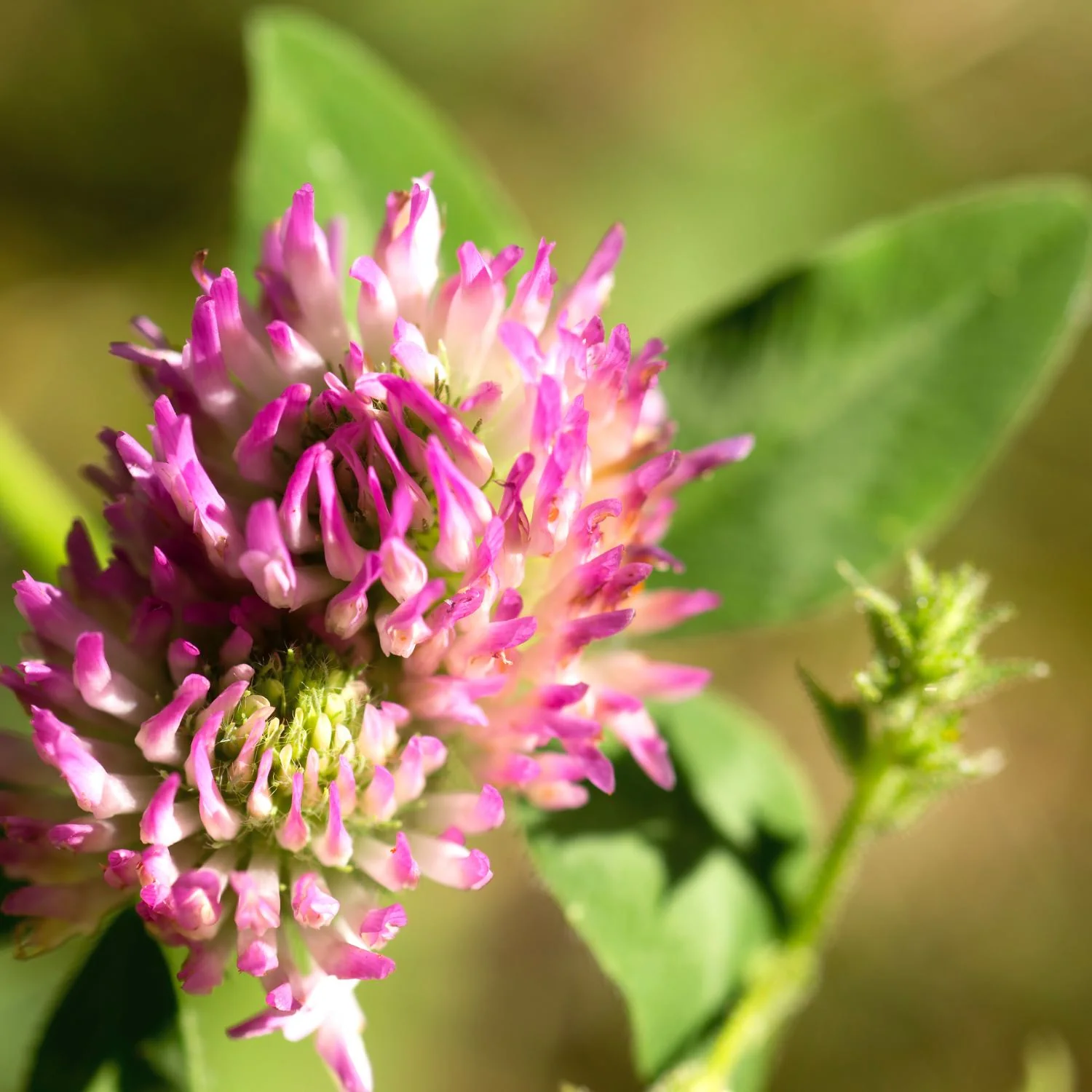 Herbal Detox™ - Image 4