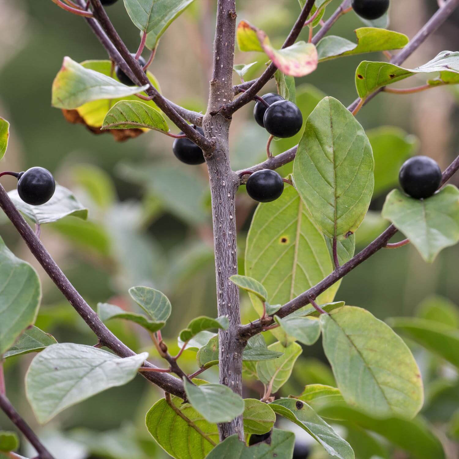 Herbal Detox™ - Image 6